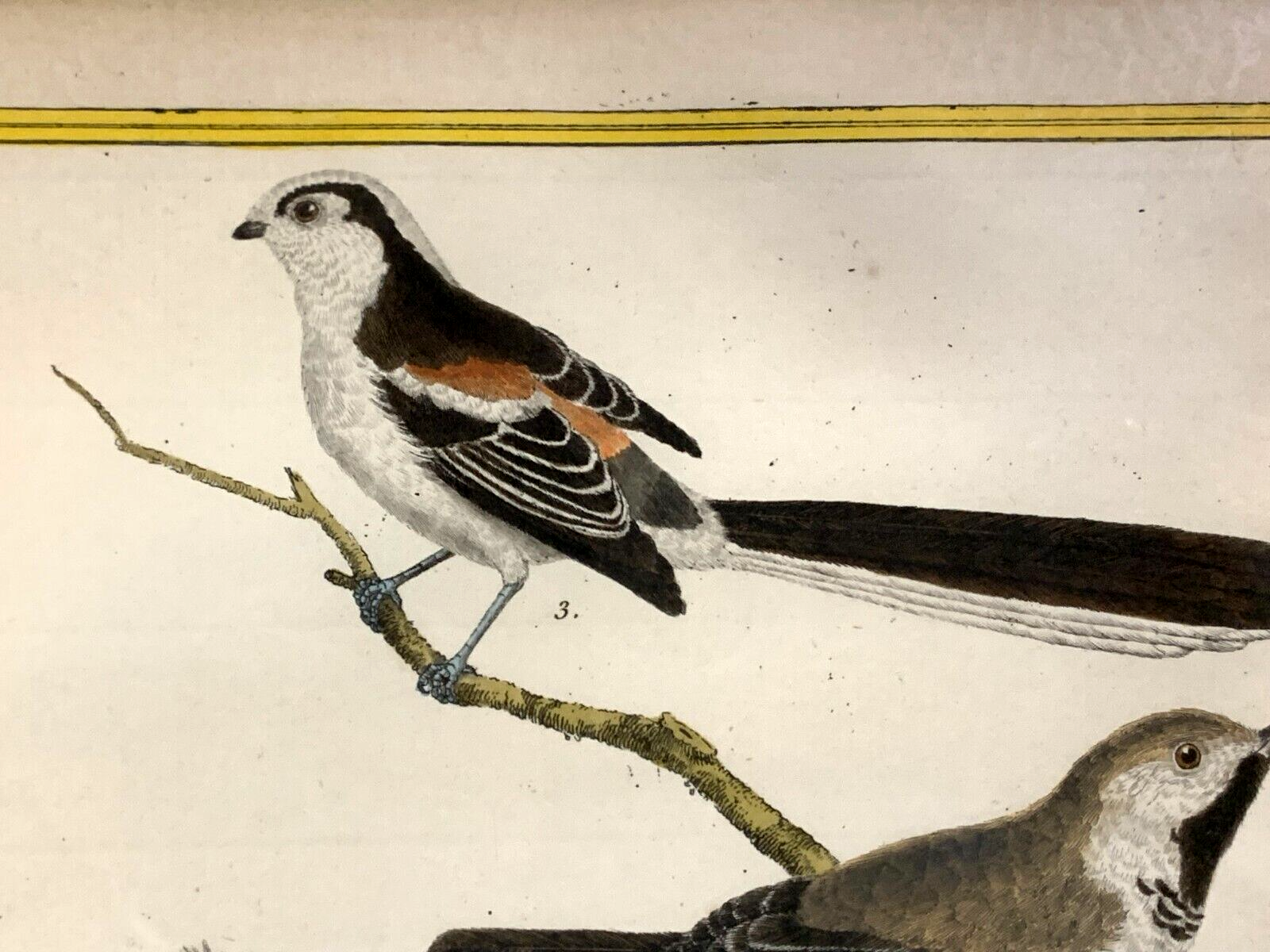 François Nicolas MARTINET - Ornithologie Vögel Kupferstich - Handkoloriert 17802