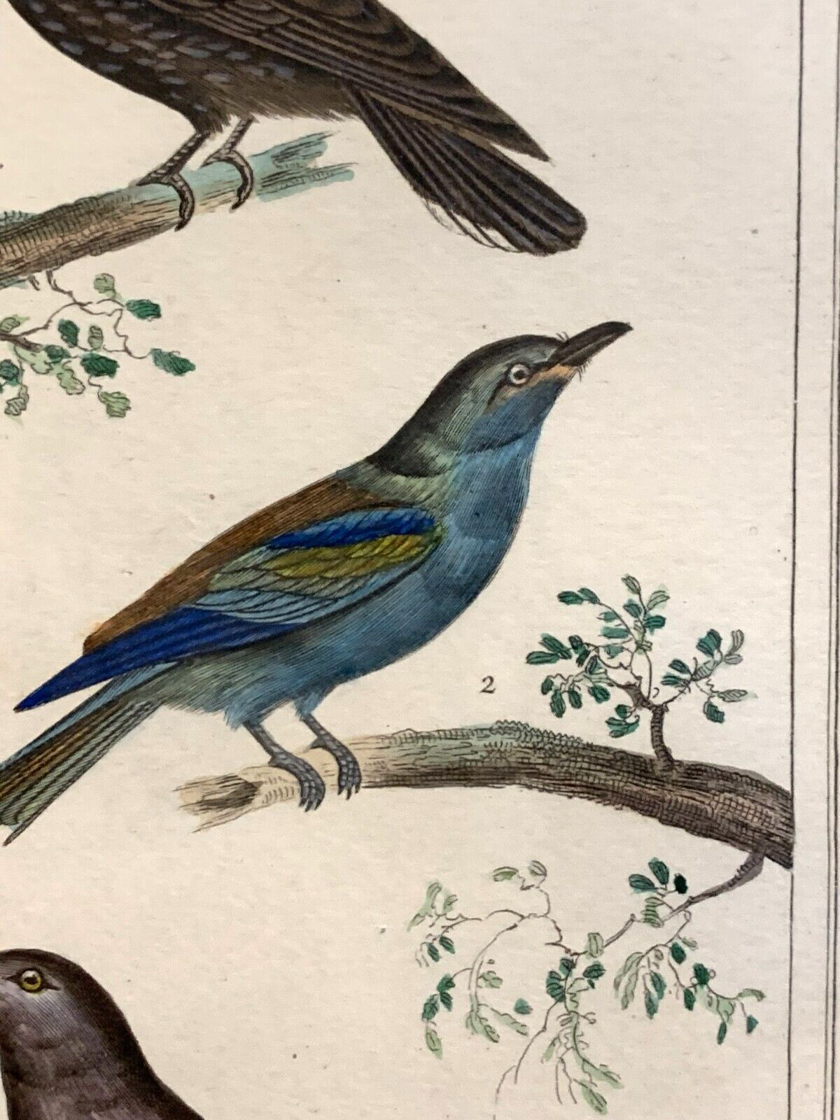 Antoine Charles VAUTHIER - Ornithologie Vögel Stahlstich - Handkoloriert 18203