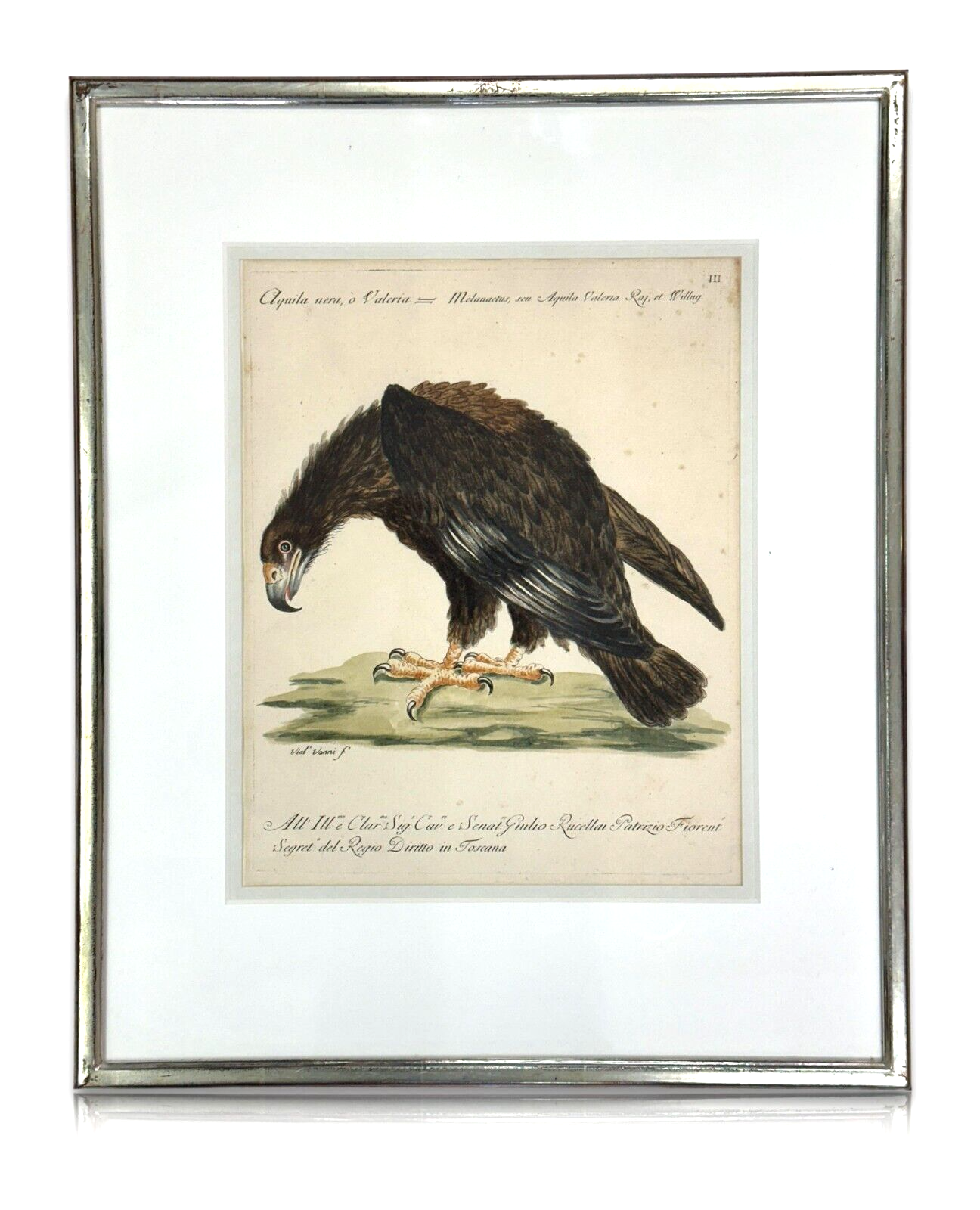 Giuseppe Vanni - Florenz 1767 - Schwarzer Adler kolorierte Radierung - 3. Tafel0