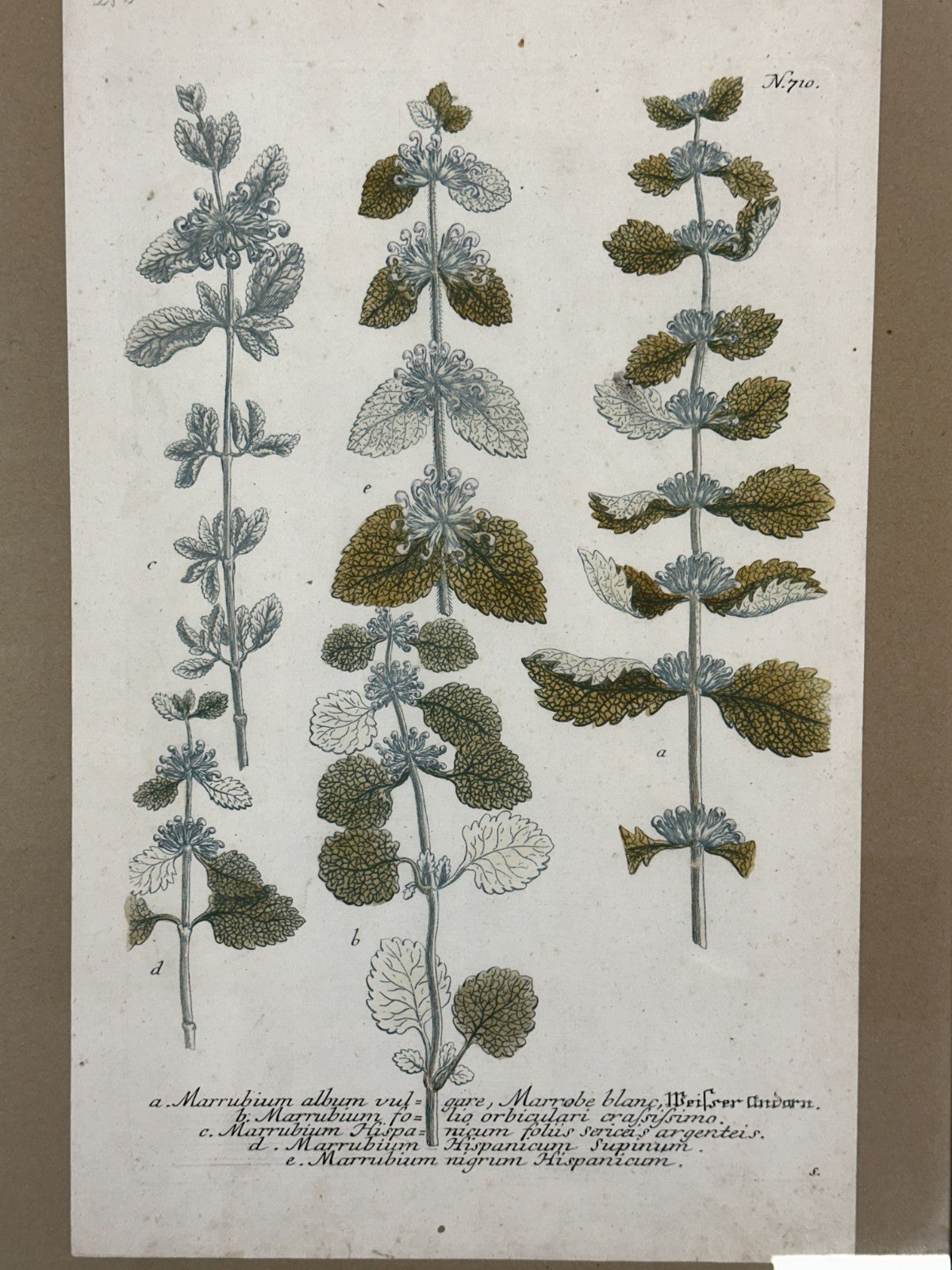 Bartholomäus Seutter - Antike botanische Radierung – Marrubium album vulgare1