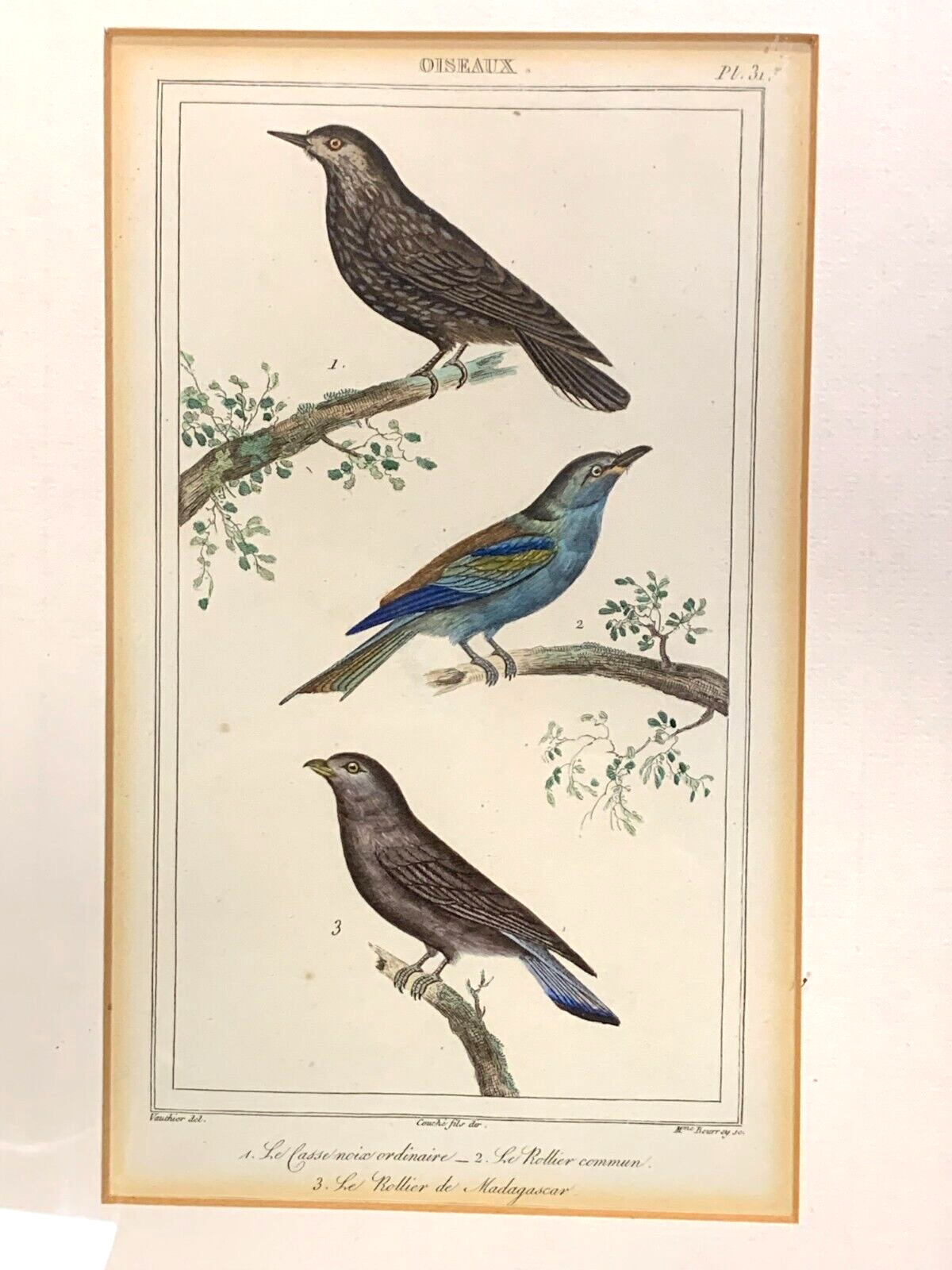 Antoine Charles VAUTHIER - Ornithologie Vögel Stahlstich - Handkoloriert 18201