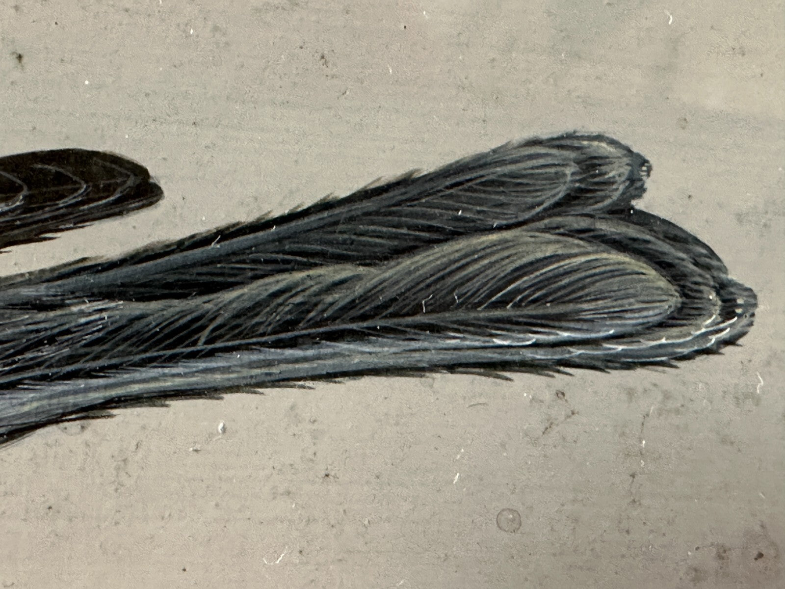 Christoph Ludwig Agricola 1665-1724 - Singvogel auf Ast - Gouache auf Pergament12