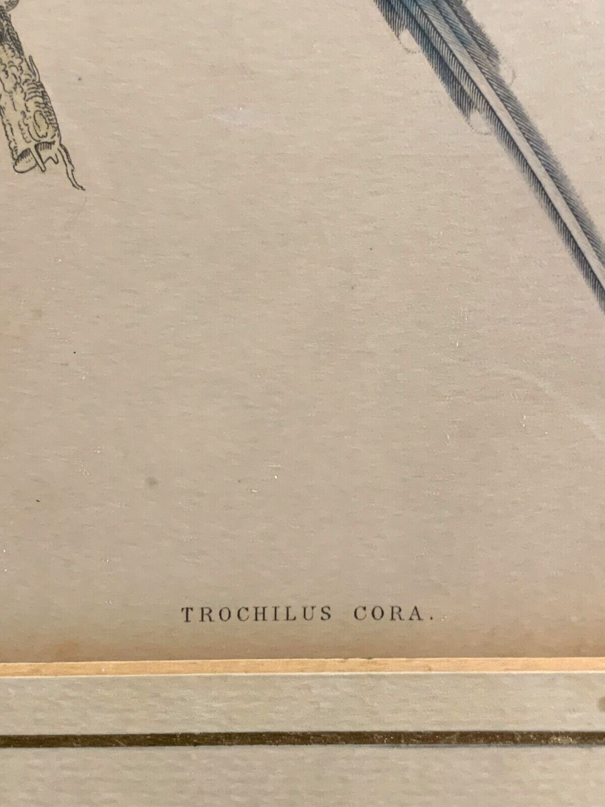 William Home Lizars - Corakolibri Trochilus cora Handkoloriert Kupferstich 18206