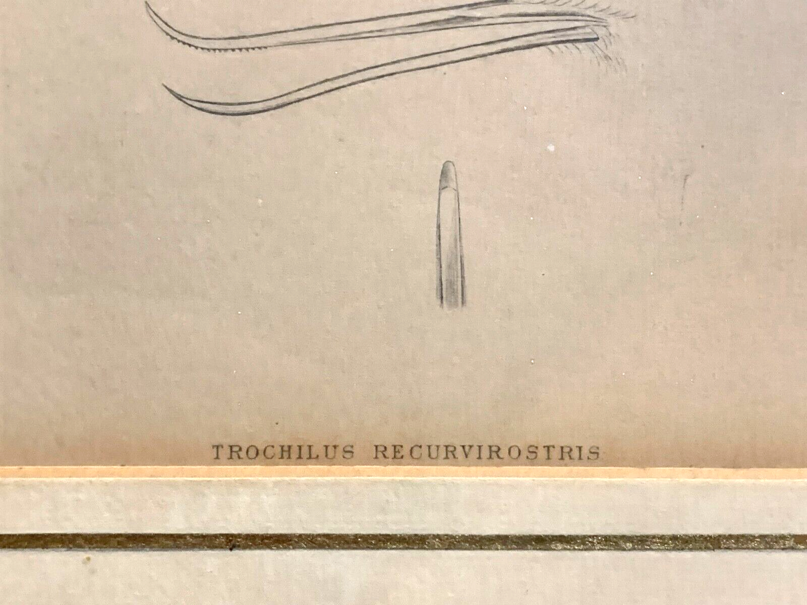 William Home Lizars - trochilus recurvirostris - Handkoloriert Kupferstich 18205