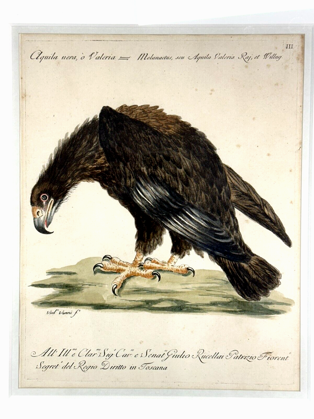 Giuseppe Vanni - Florenz 1767 - Schwarzer Adler kolorierte Radierung - 3. Tafel1