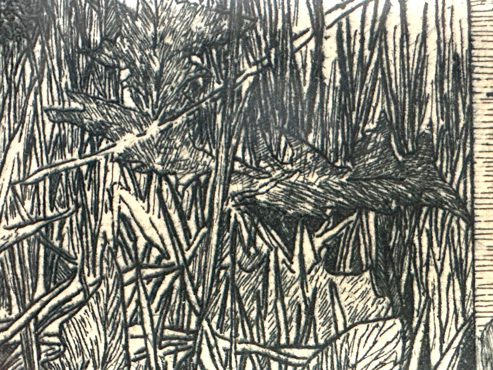 Heinrich Vogeler 1872-1942 - Radierung - Froschbraut - 1899 Jugendstil - gerahmt5