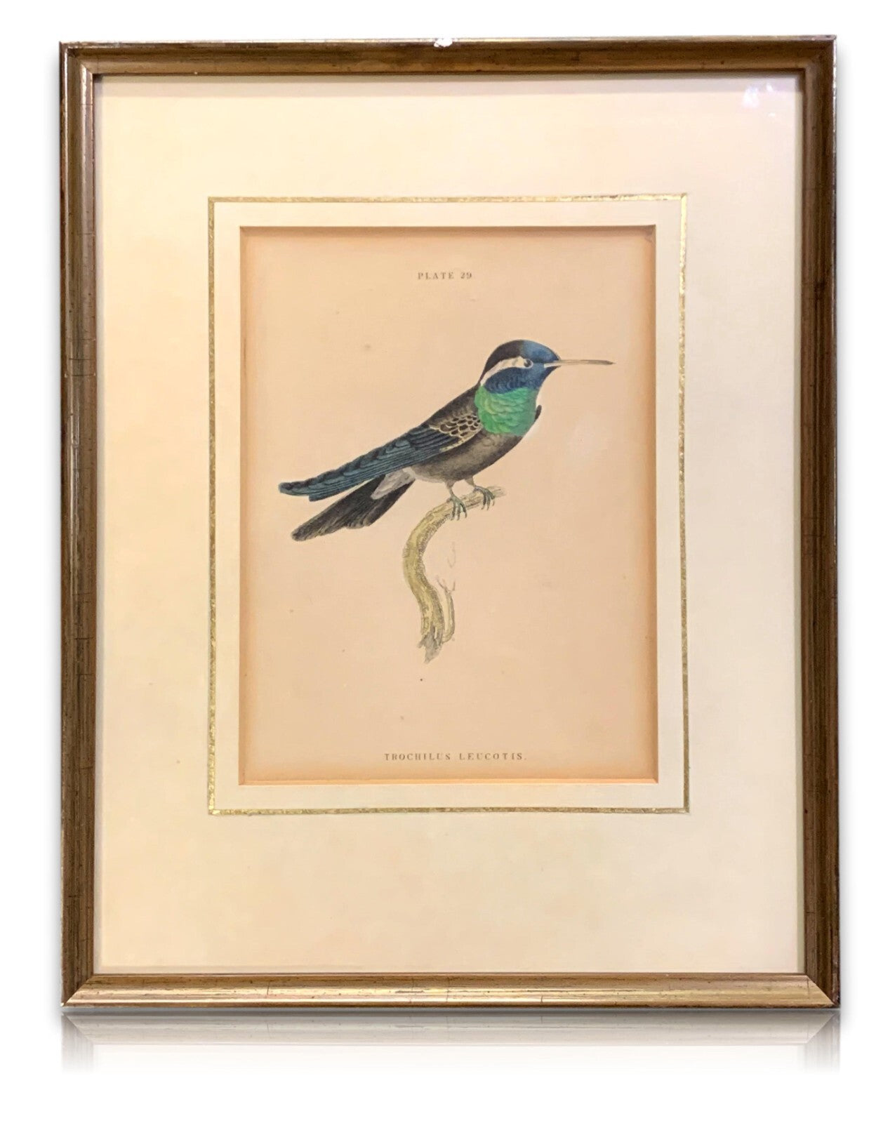 William Home Lizars - Purpurstirn-Saphirkolibri - Handkoloriert Kupferstich 18200