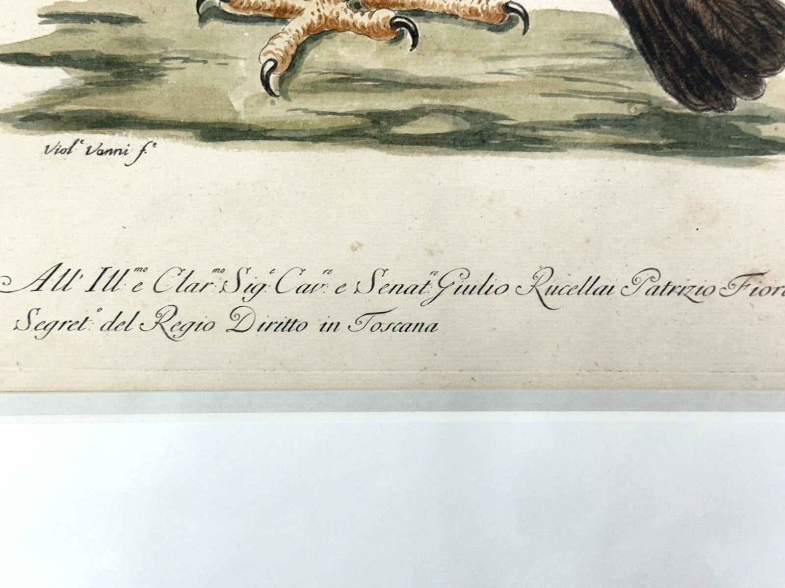 Giuseppe Vanni - Florenz 1767 - Schwarzer Adler kolorierte Radierung - 3. Tafel6