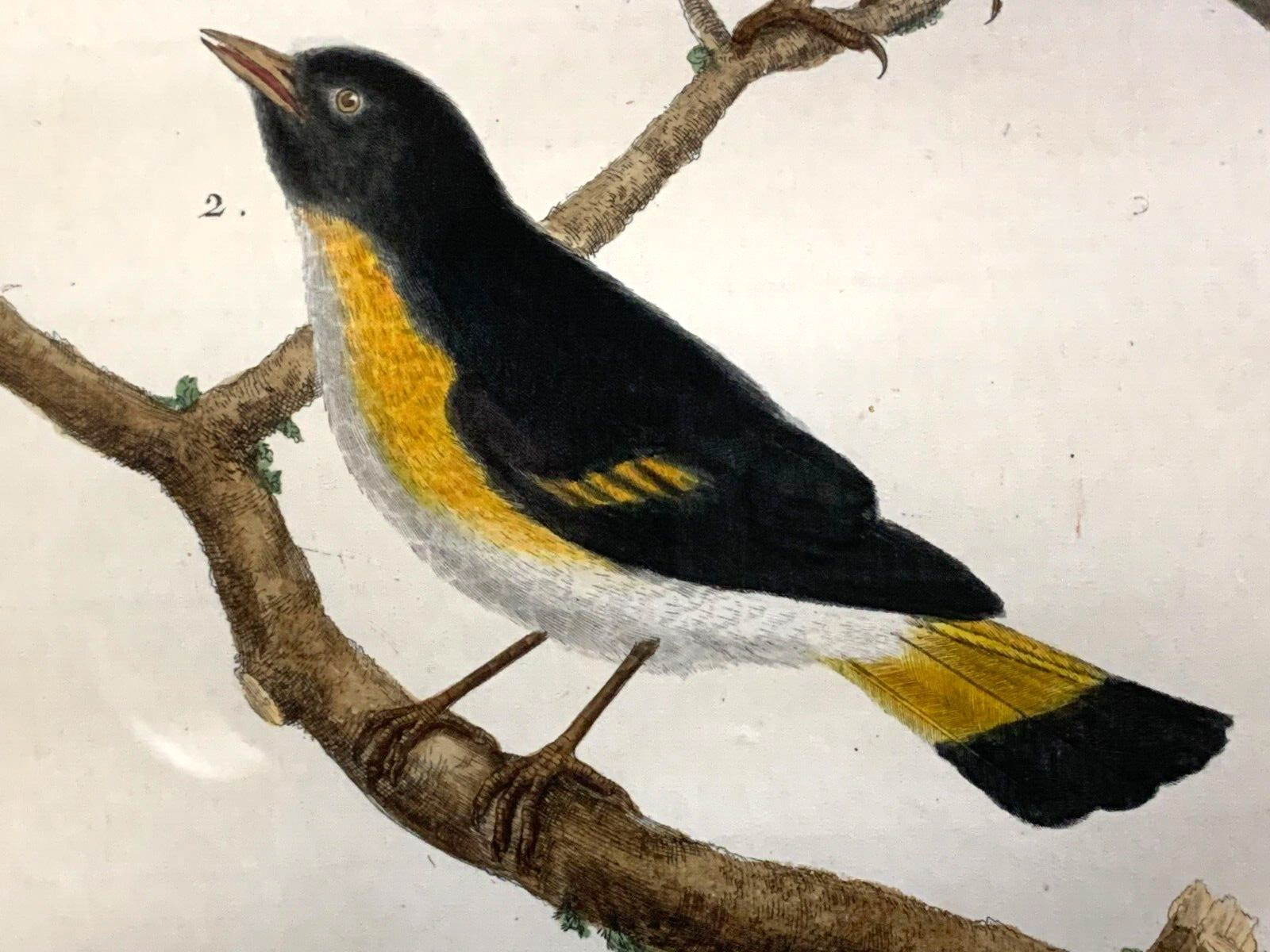 François Nicolas MARTINET - Ornithologie Vögel Kupferstich - Handkoloriert 17803