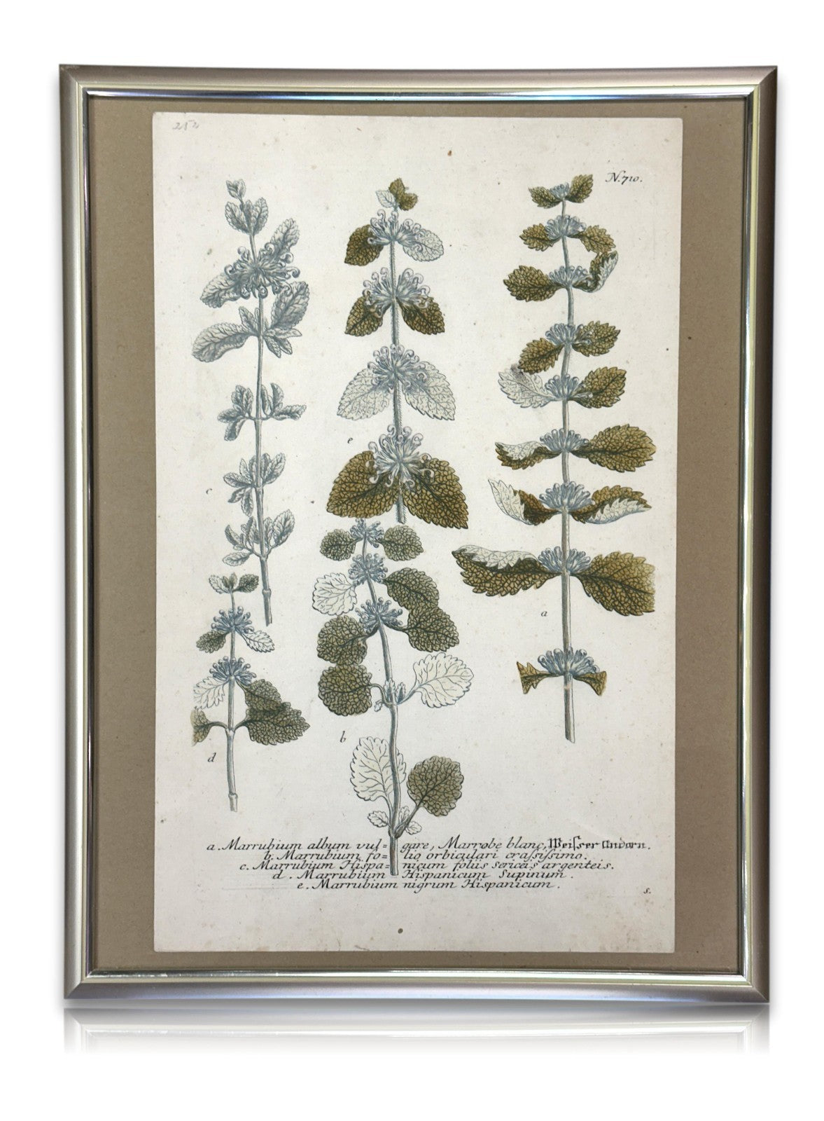Bartholomäus Seutter - Antike botanische Radierung – Marrubium album vulgare0