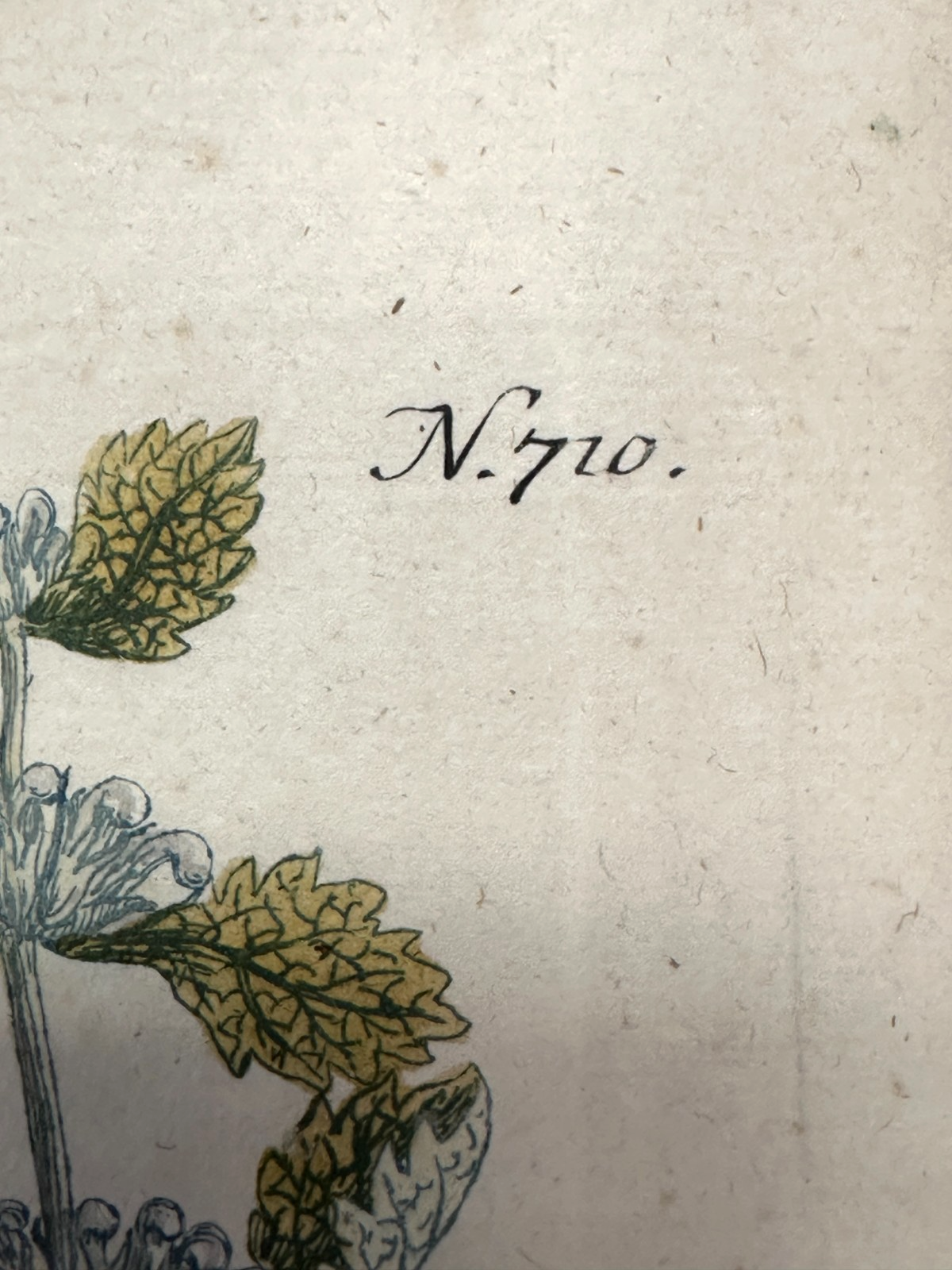Bartholomäus Seutter - Antike botanische Radierung – Marrubium album vulgare7