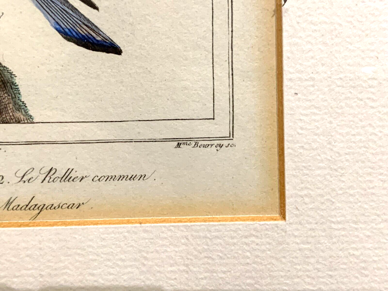Antoine Charles VAUTHIER - Ornithologie Vögel Stahlstich - Handkoloriert 18207