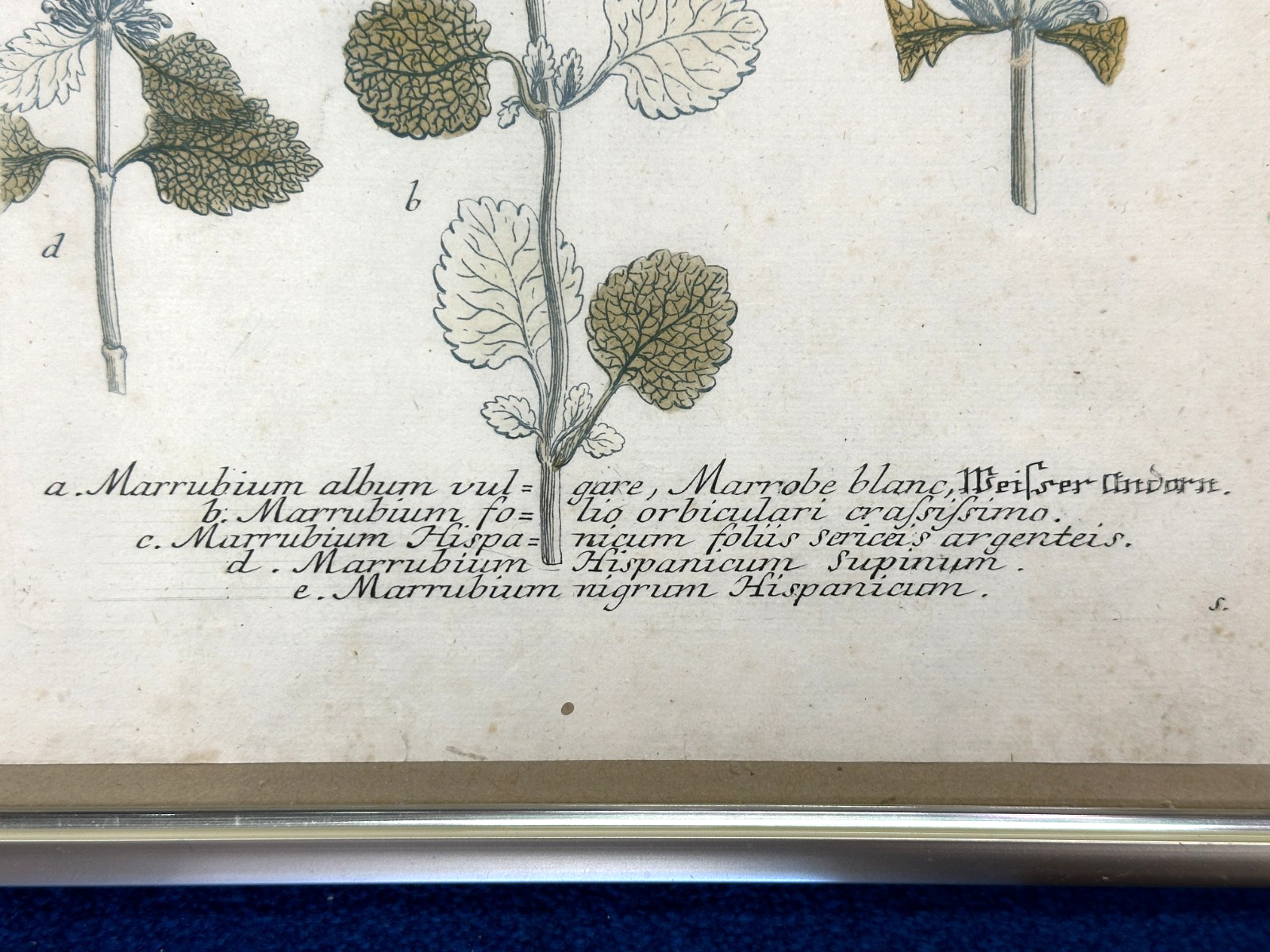 Bartholomäus Seutter - Antike botanische Radierung – Marrubium album vulgare9