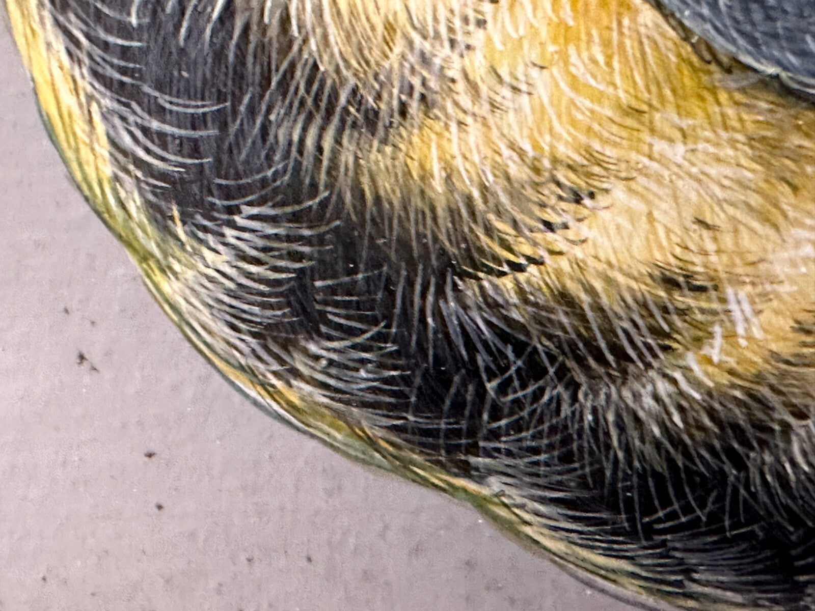 Christoph Ludwig Agricola 1665-1724 - Singvogel auf Ast - Gouache auf Pergament9