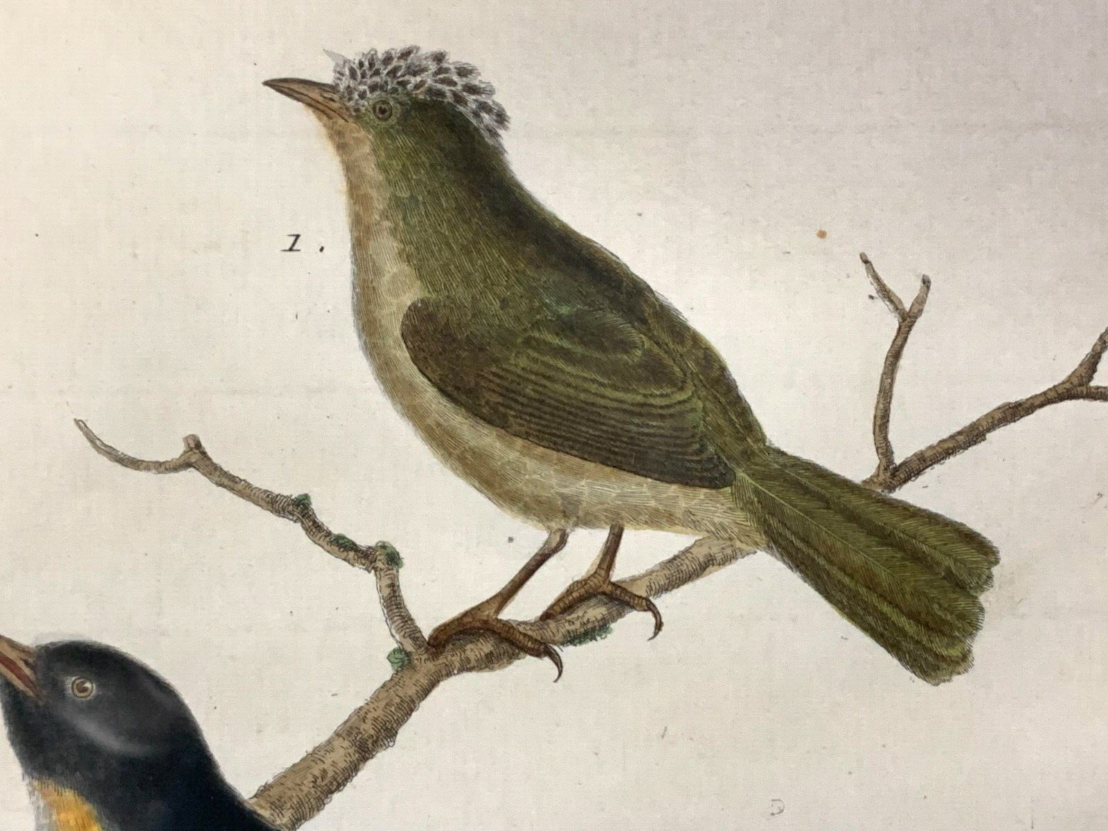 François Nicolas MARTINET - Ornithologie Vögel Kupferstich - Handkoloriert 17802