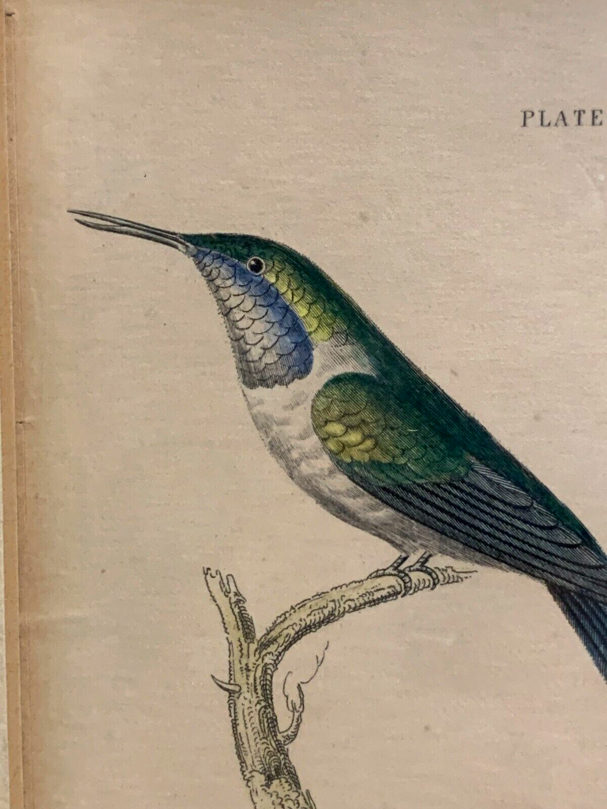 William Home Lizars - Corakolibri Trochilus cora Handkoloriert Kupferstich 18203