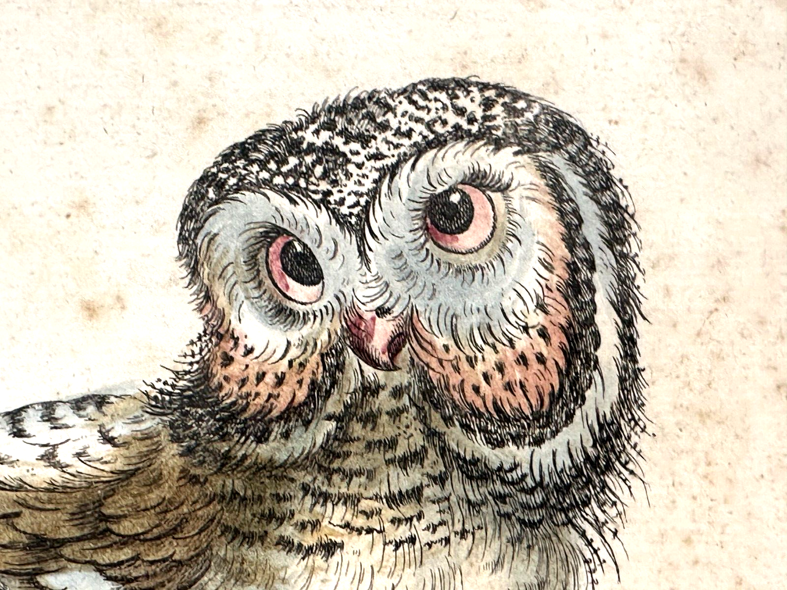 Giuseppe Vanni - Florenz 1767 - Striga amerikanische Eulenfalke - kol. Radierung7
