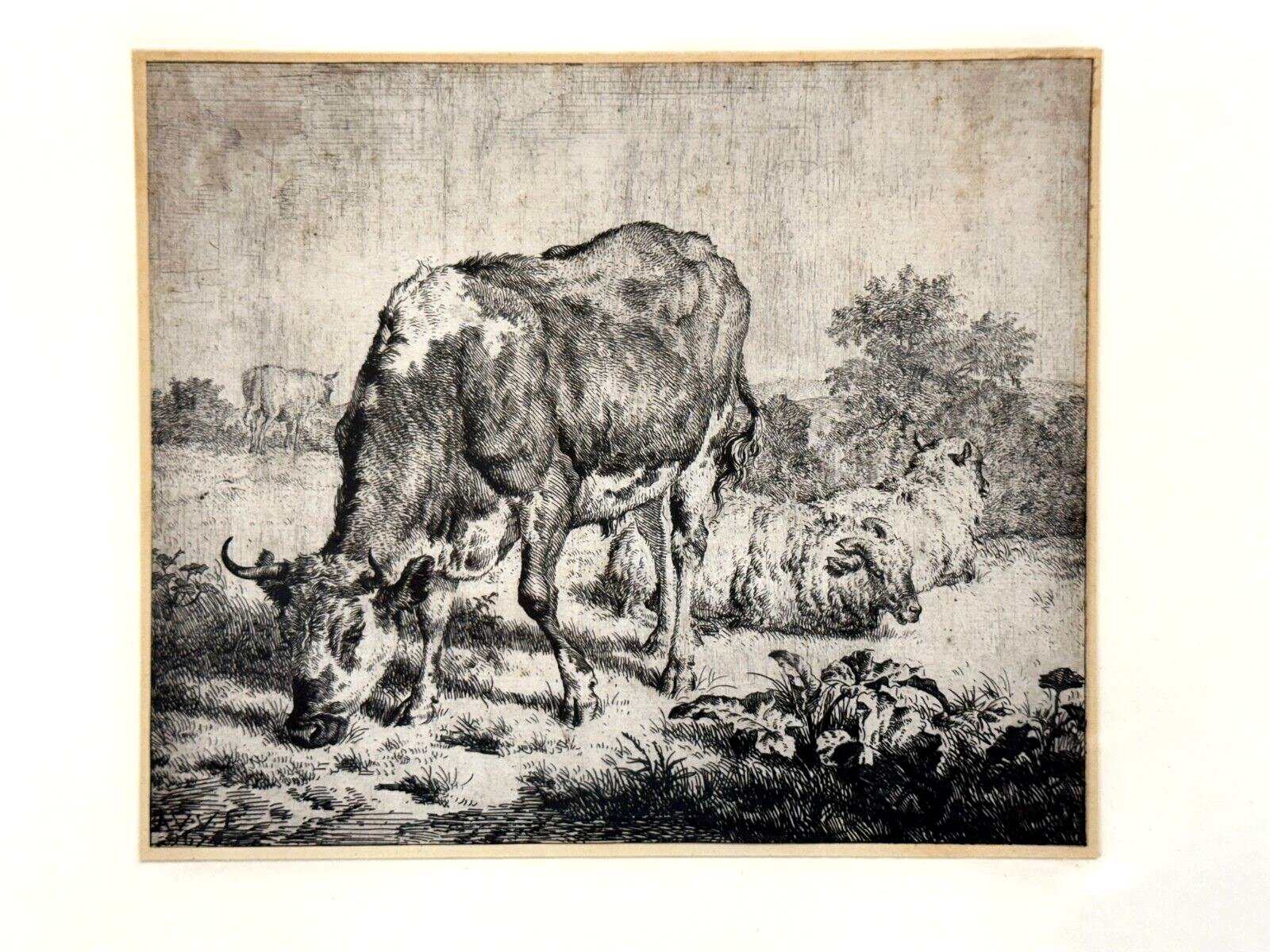 Adriaen van de Velden - Radierung - Gescheckter Bulle mit Schafen 1670 - gerahmt1
