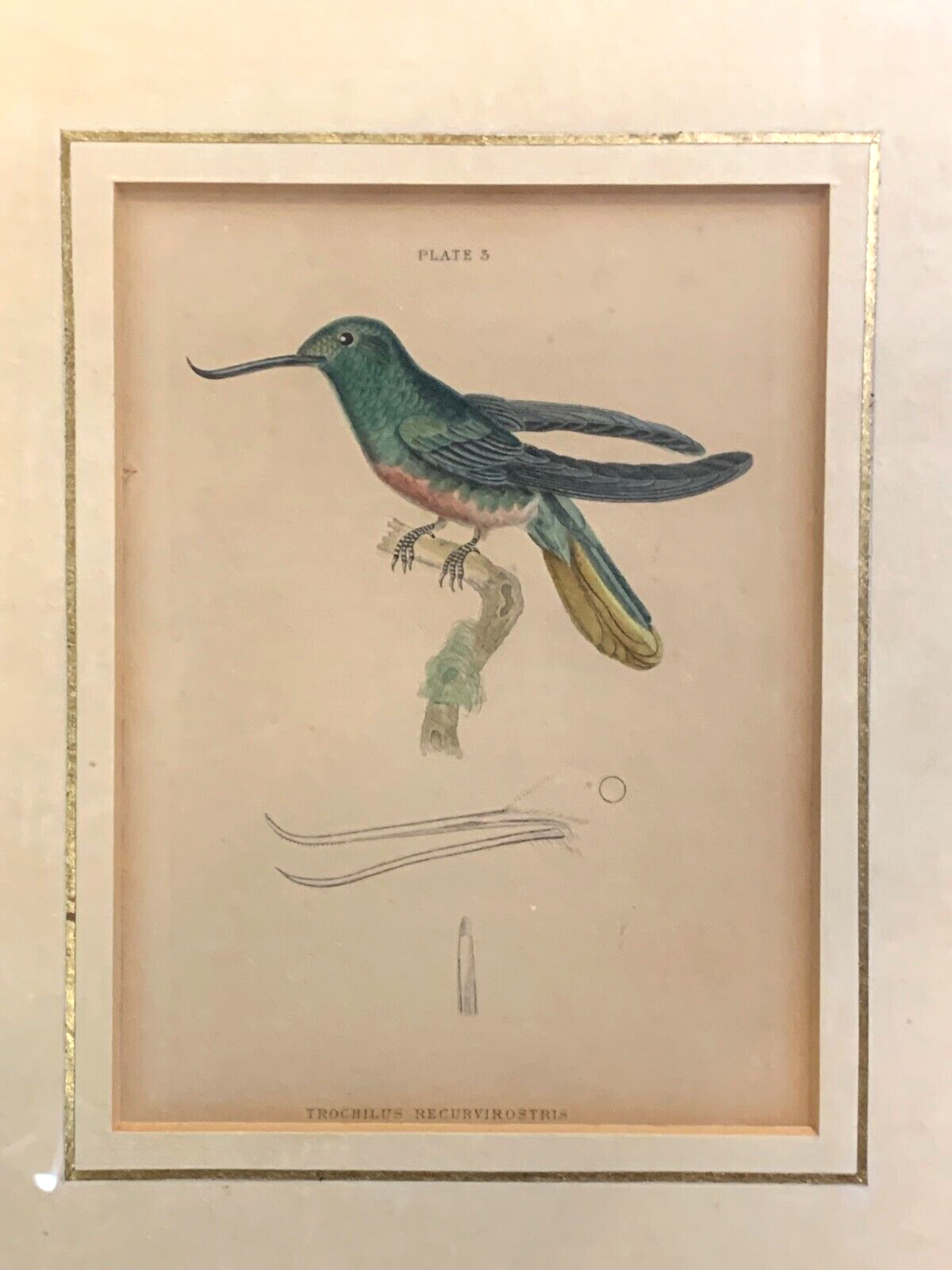 William Home Lizars - trochilus recurvirostris - Handkoloriert Kupferstich 18201