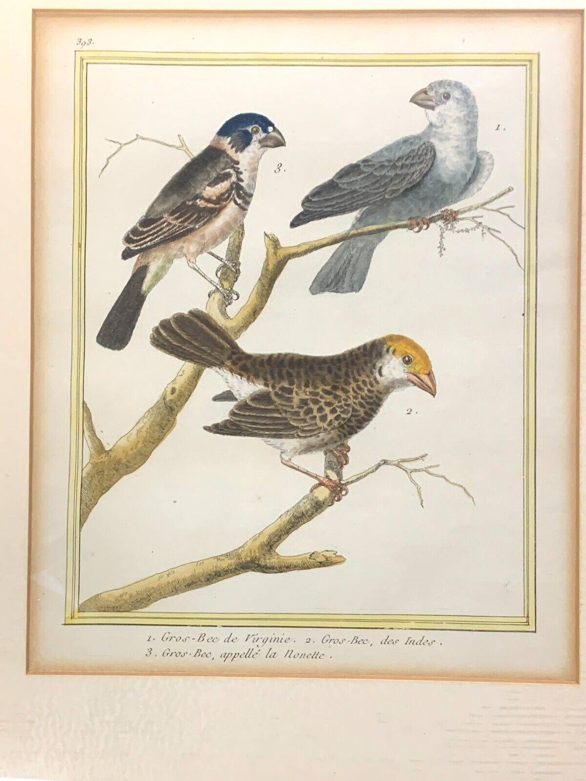 François Nicolas MARTINET - Ornithologie Vögel Kupferstich - Handkoloriert 17801