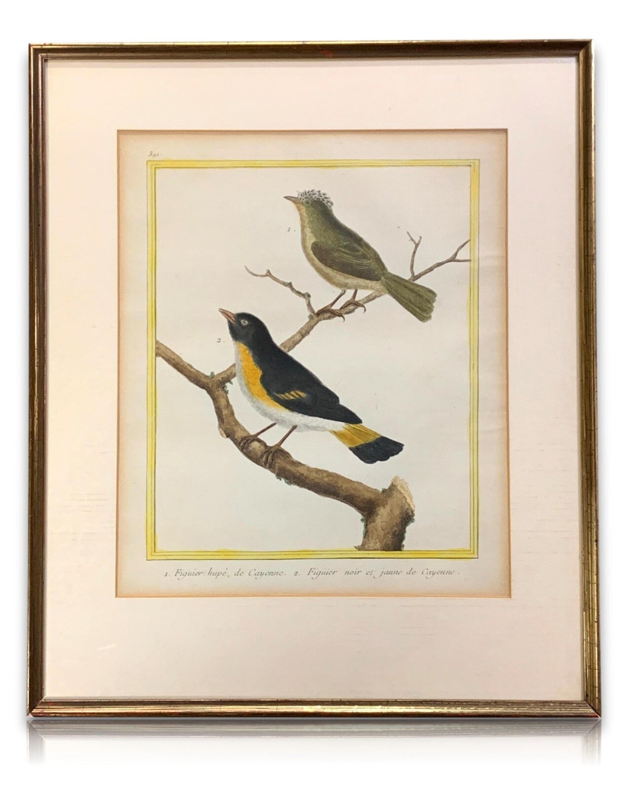 François Nicolas MARTINET - Ornithologie Vögel Kupferstich - Handkoloriert 17800
