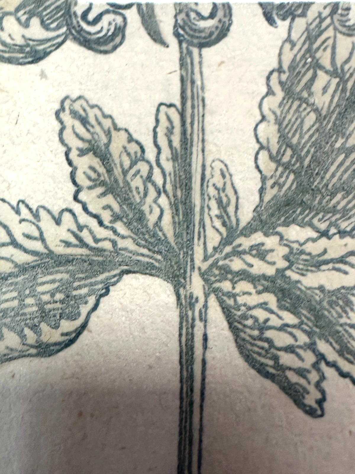 Bartholomäus Seutter - Antike botanische Radierung – Marrubium album vulgare4