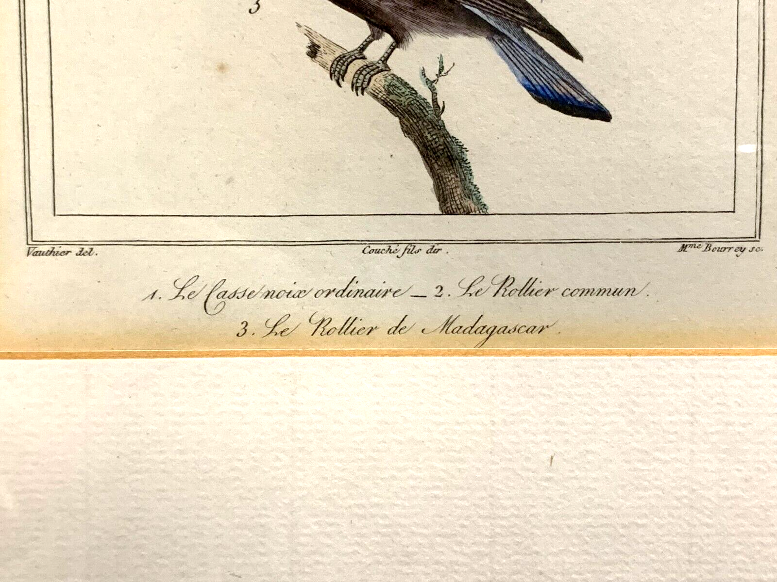 Antoine Charles VAUTHIER - Ornithologie Vögel Stahlstich - Handkoloriert 18205