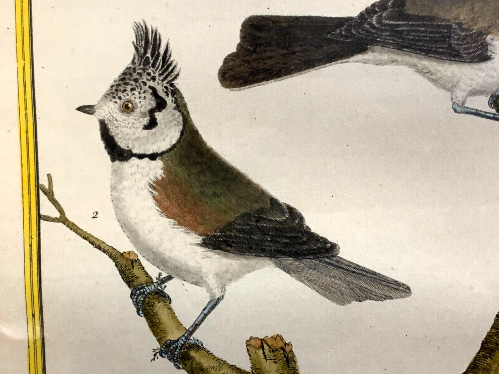 François Nicolas MARTINET - Ornithologie Vögel Kupferstich - Handkoloriert 17804