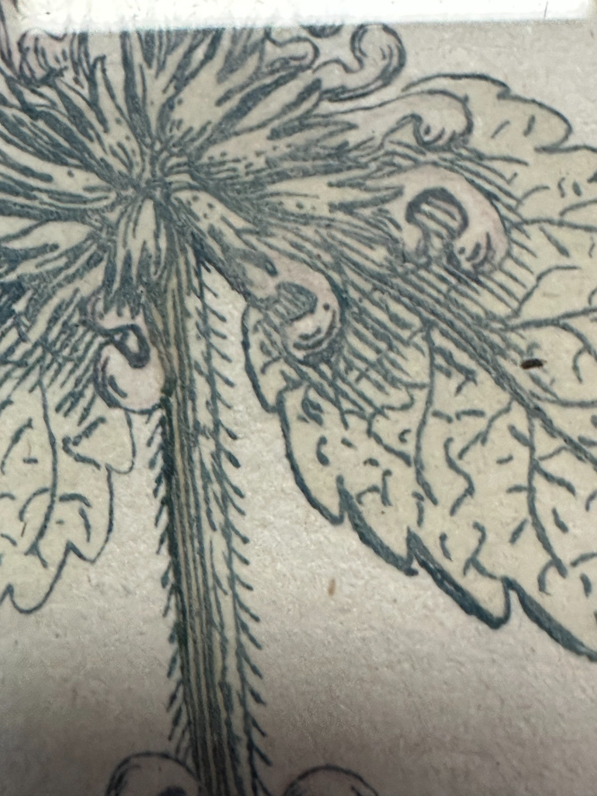 Bartholomäus Seutter - Antike botanische Radierung – Marrubium album vulgare5