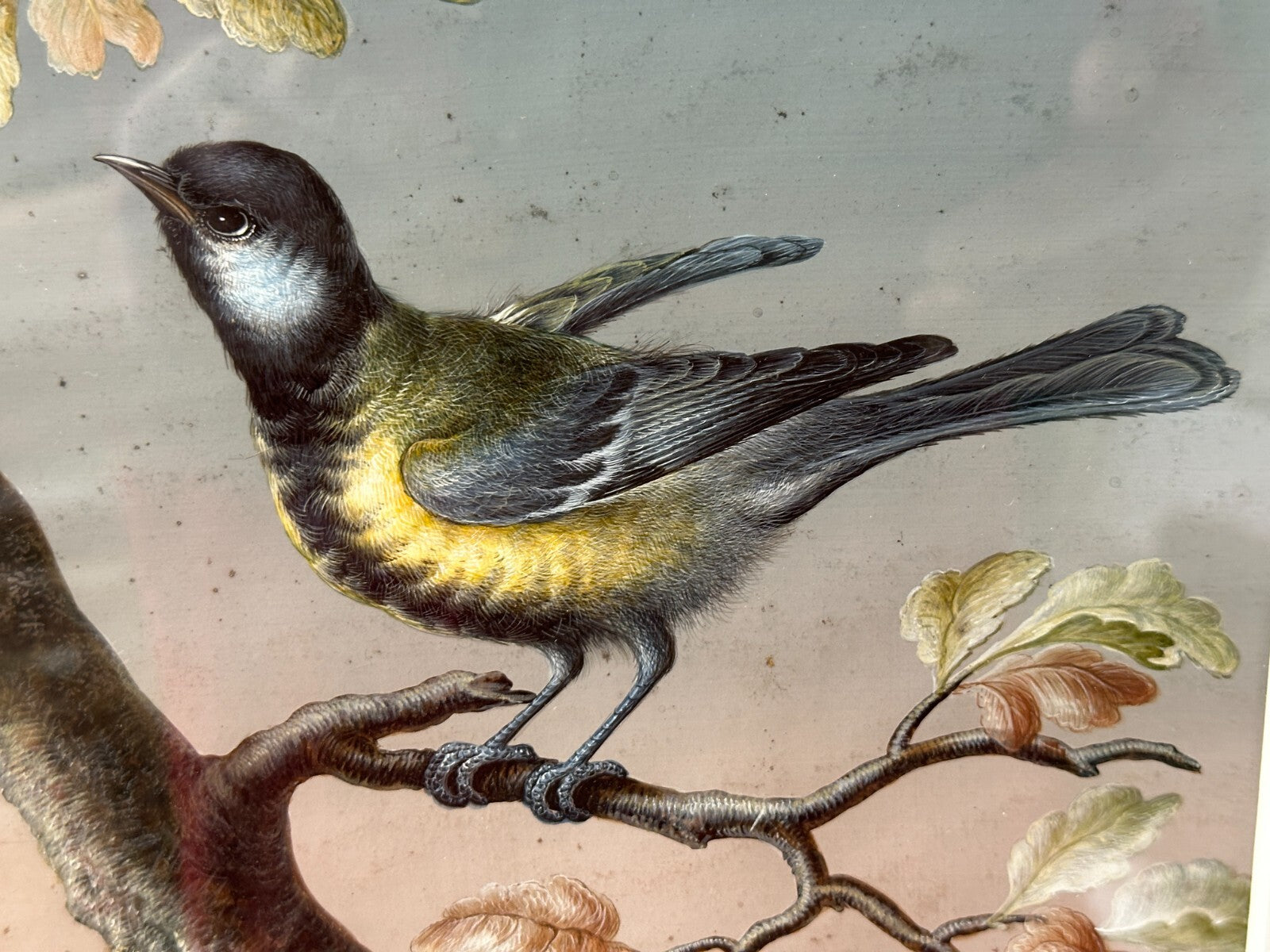 Christoph Ludwig Agricola 1665-1724 - Singvogel auf Ast - Gouache auf Pergament1