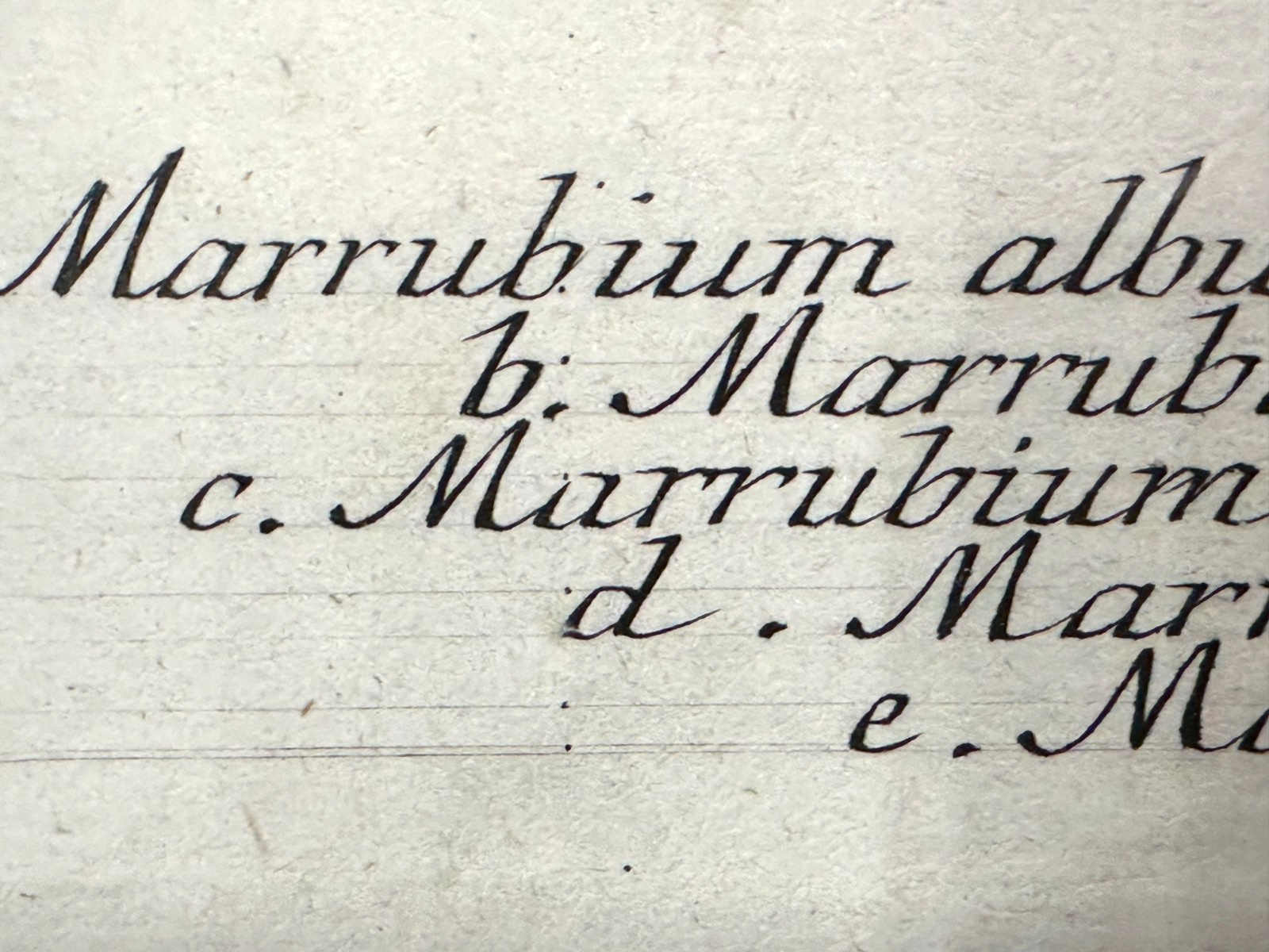 Bartholomäus Seutter - Antike botanische Radierung – Marrubium album vulgare10