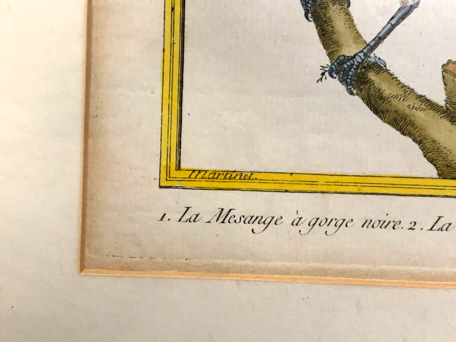 François Nicolas MARTINET - Ornithologie Vögel Kupferstich - Handkoloriert 17806