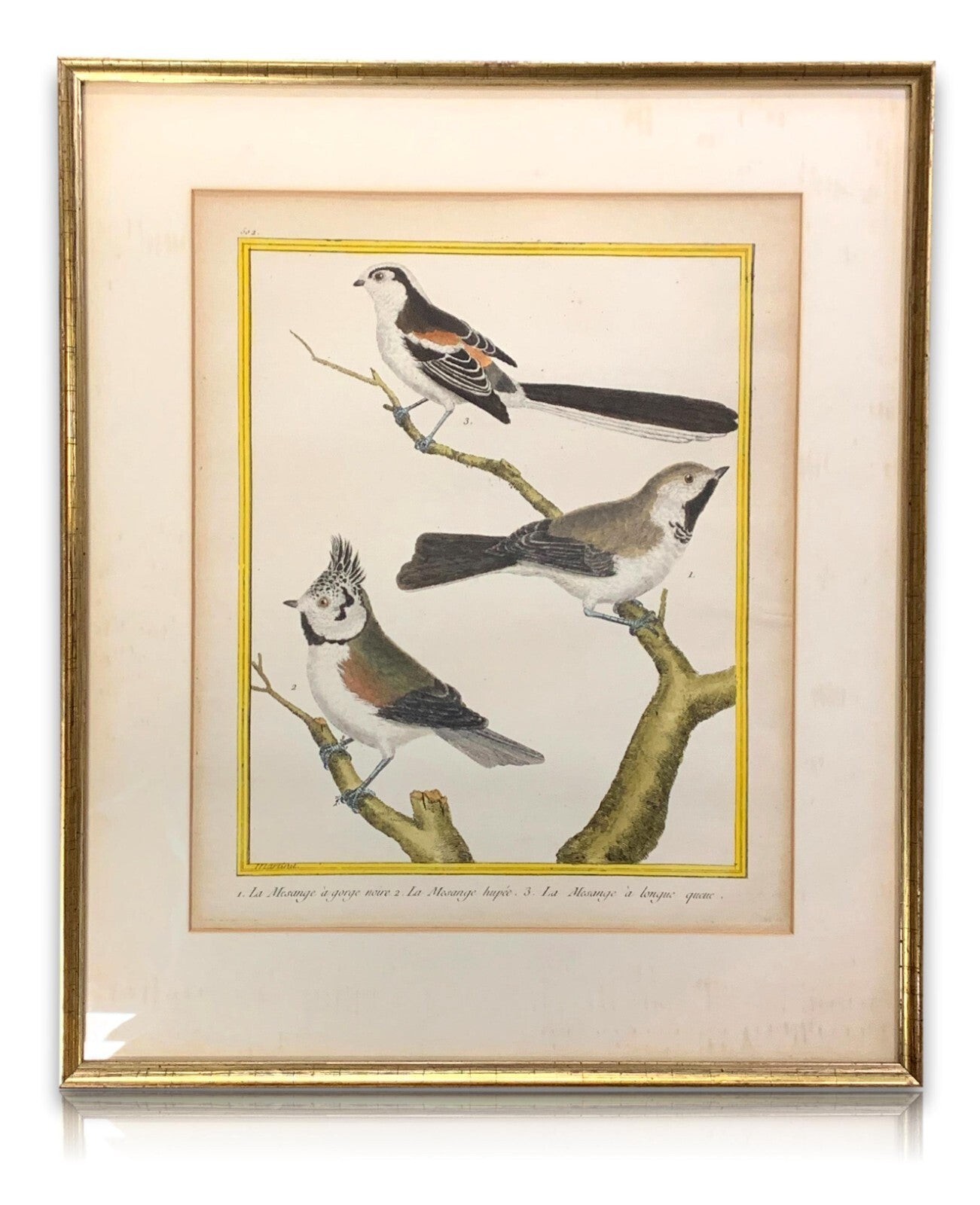 François Nicolas MARTINET - Ornithologie Vögel Kupferstich - Handkoloriert 17800
