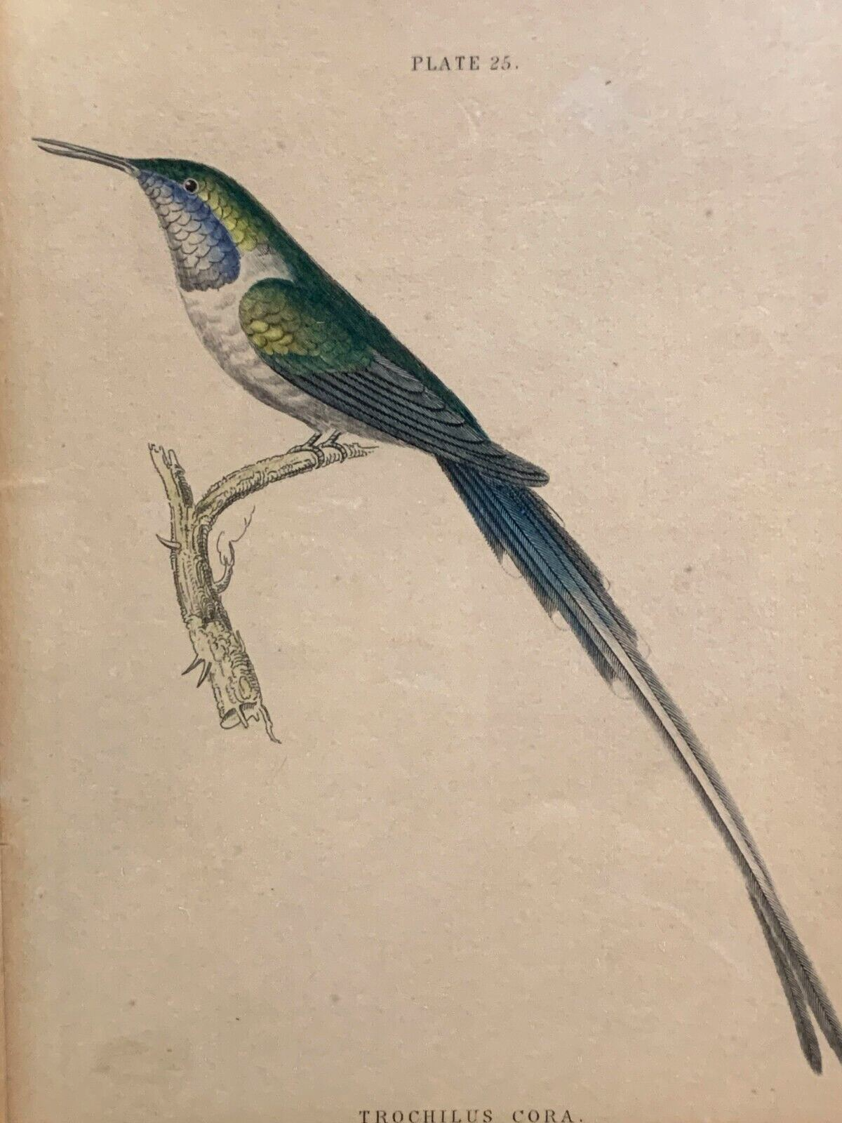 William Home Lizars - Corakolibri Trochilus cora  Handkoloriert Kupferstich 18202