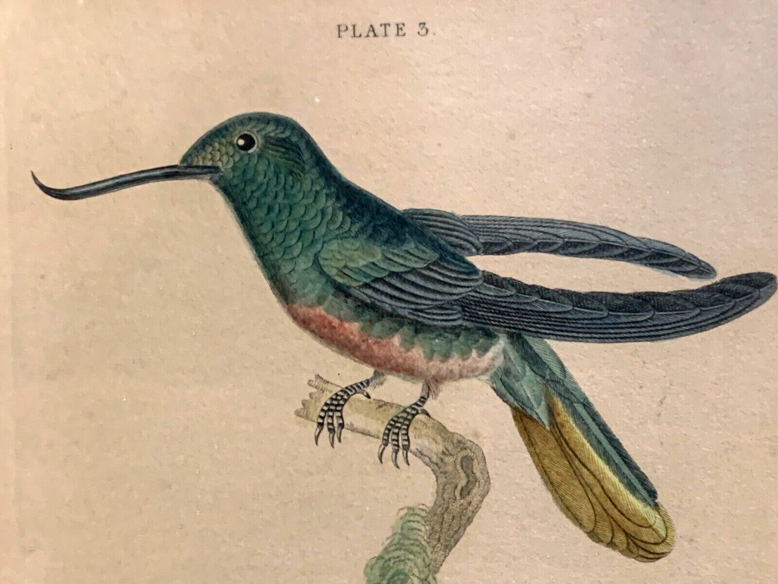 William Home Lizars - trochilus recurvirostris -  Handkoloriert Kupferstich 18202