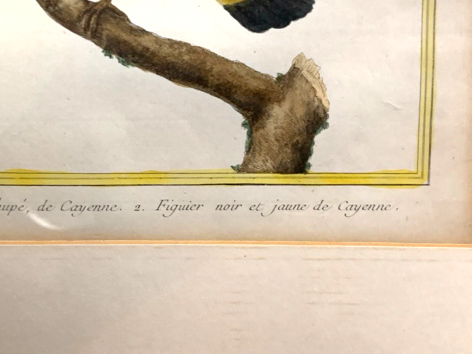 François Nicolas MARTINET - Ornithologie Vögel Kupferstich - Handkoloriert 17805