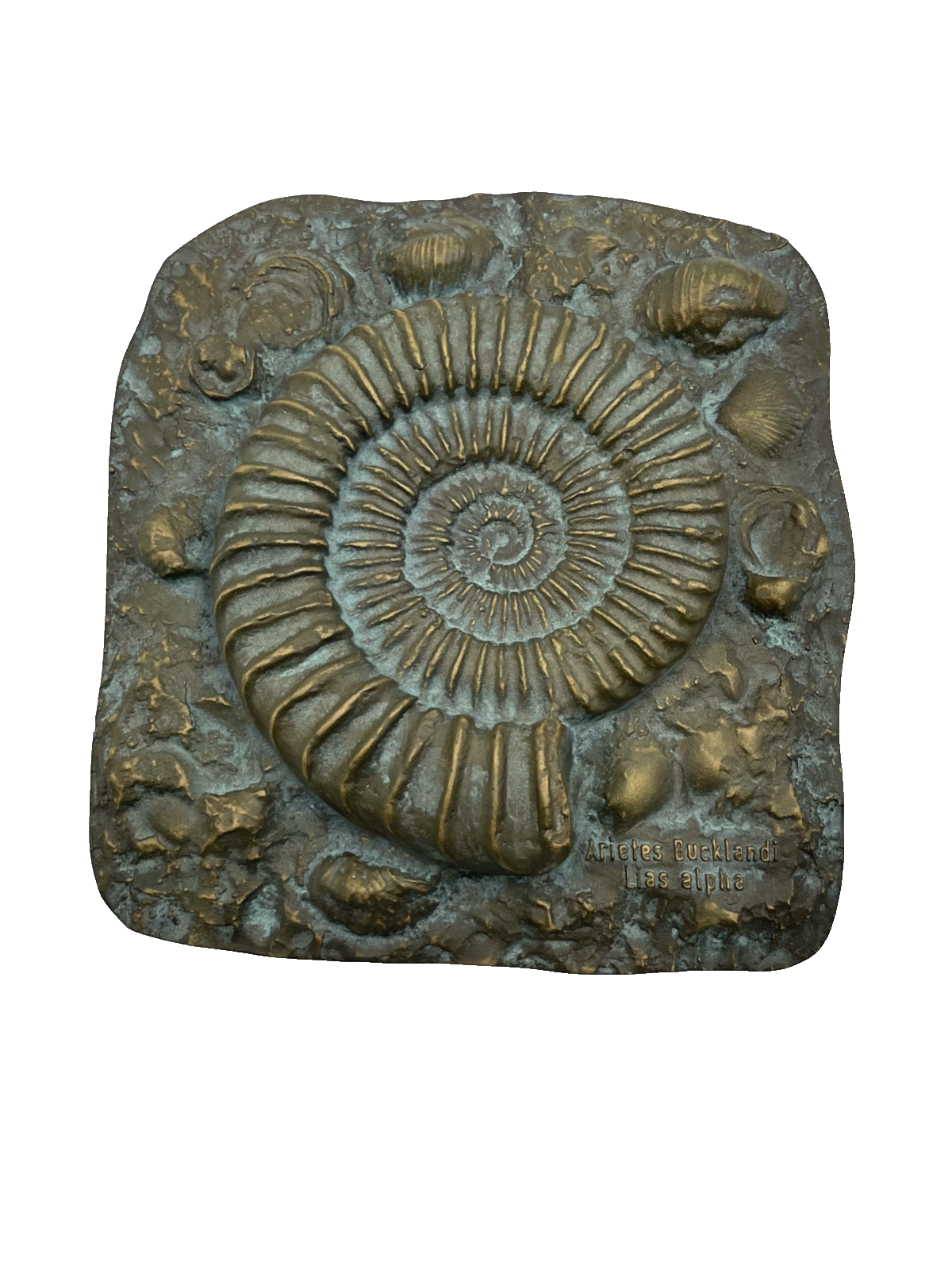 Versteinerung massive Strassacker Bronze Wandtafel Ammoniten Halbrelief gepflegt0