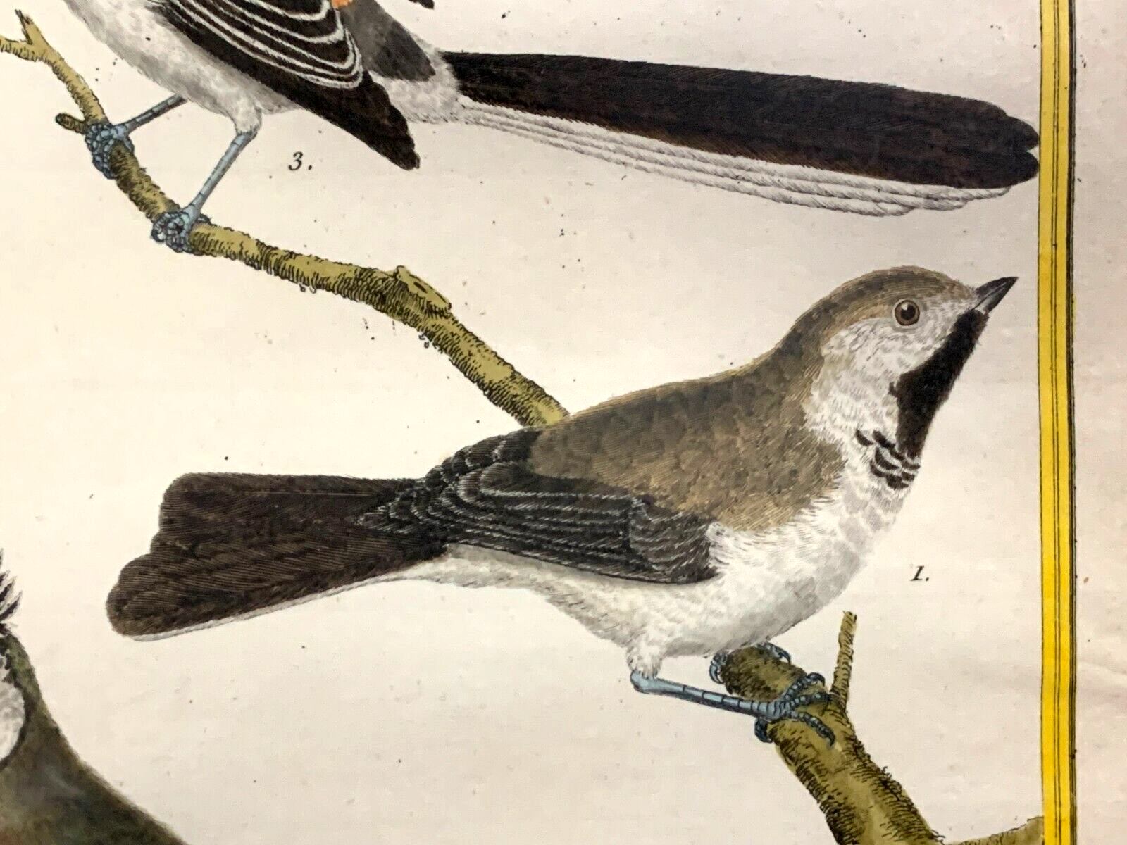 François Nicolas MARTINET - Ornithologie Vögel Kupferstich - Handkoloriert 17803