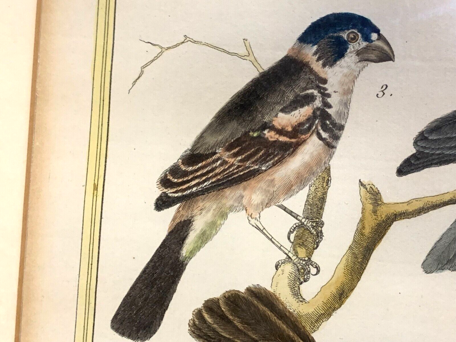 François Nicolas MARTINET - Ornithologie Vögel Kupferstich - Handkoloriert 17802
