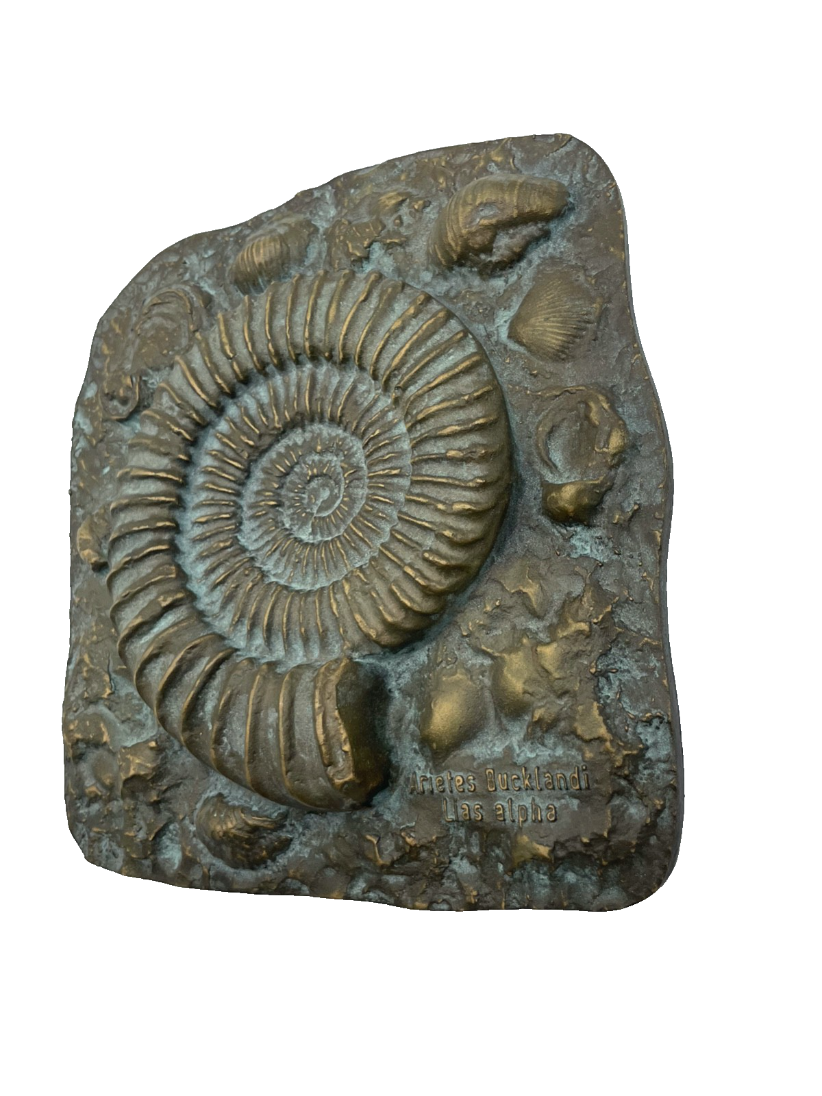 Versteinerung massive Strassacker Bronze Wandtafel Ammoniten Halbrelief gepflegt2