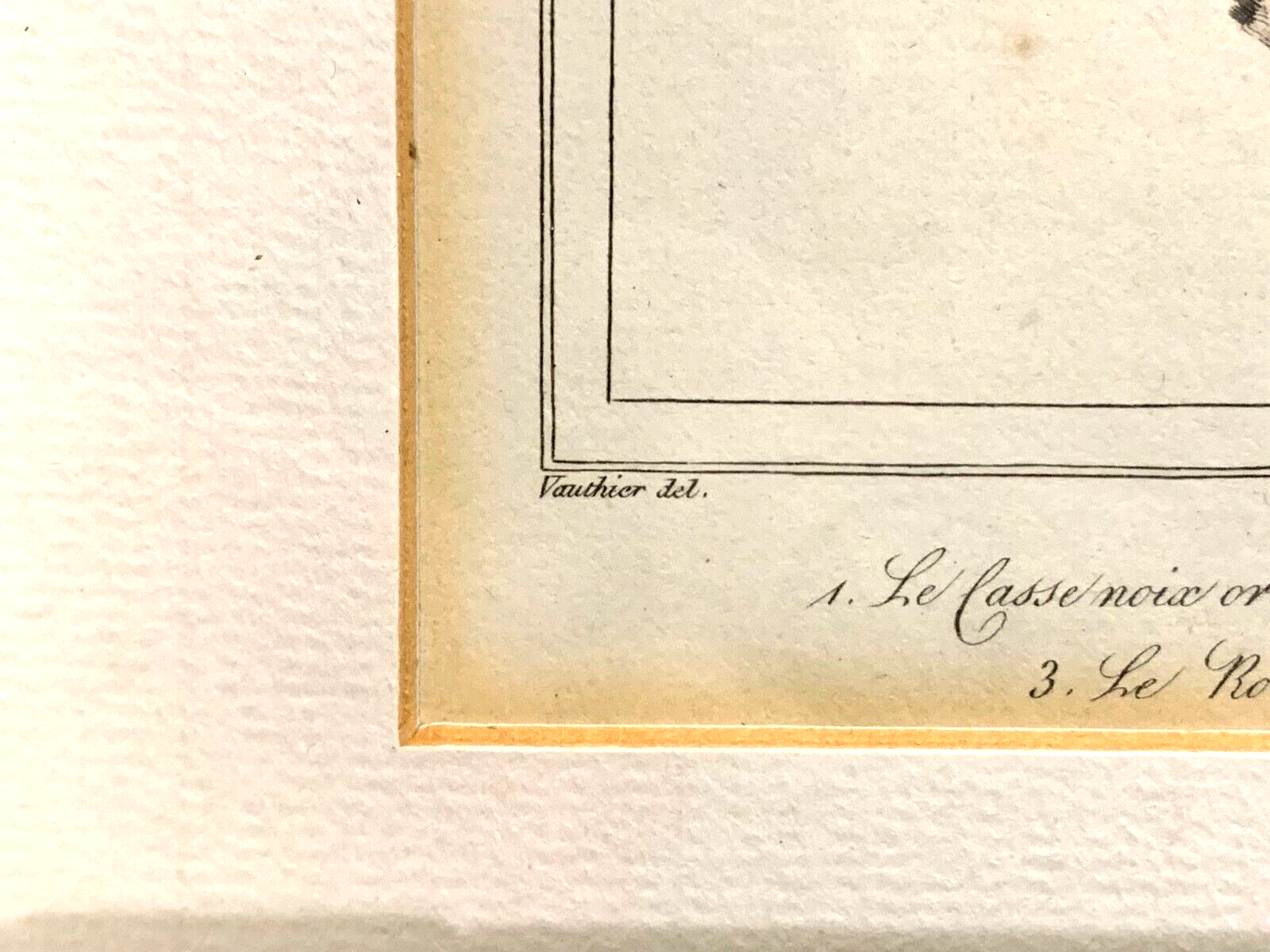 Antoine Charles VAUTHIER - Ornithologie Vögel Stahlstich - Handkoloriert 18206