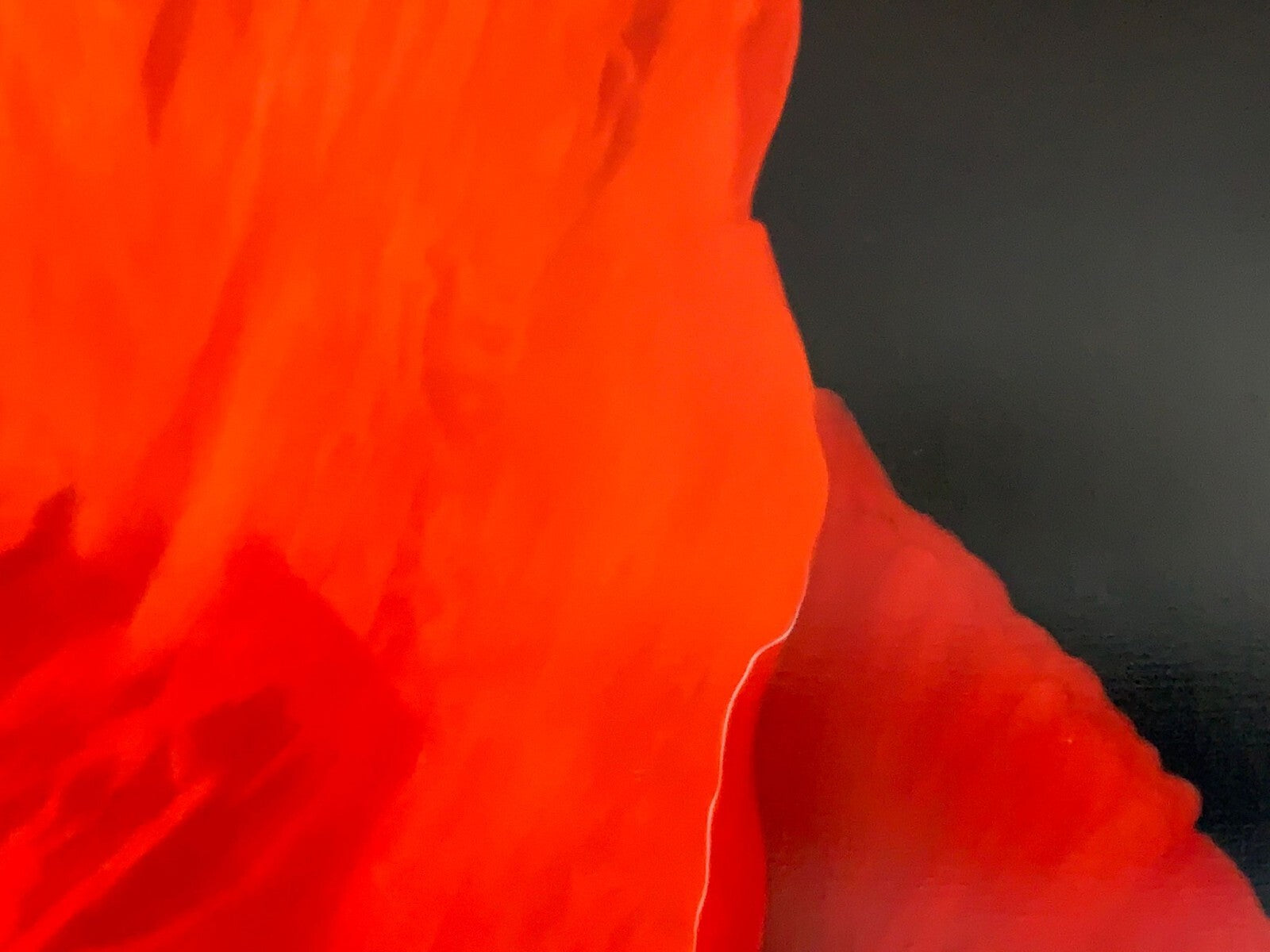 Carlo Ferrari - XL Öl auf Leinwand - Composizione in Rosso - signiert5