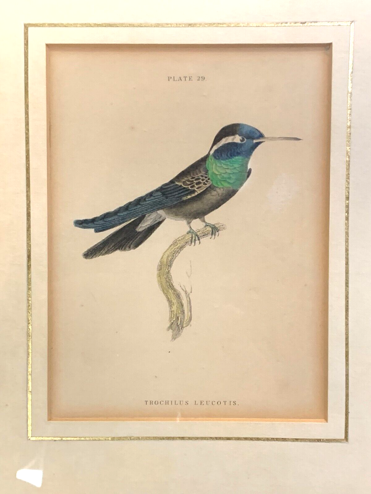 William Home Lizars - Purpurstirn-Saphirkolibri - Handkoloriert Kupferstich 18201