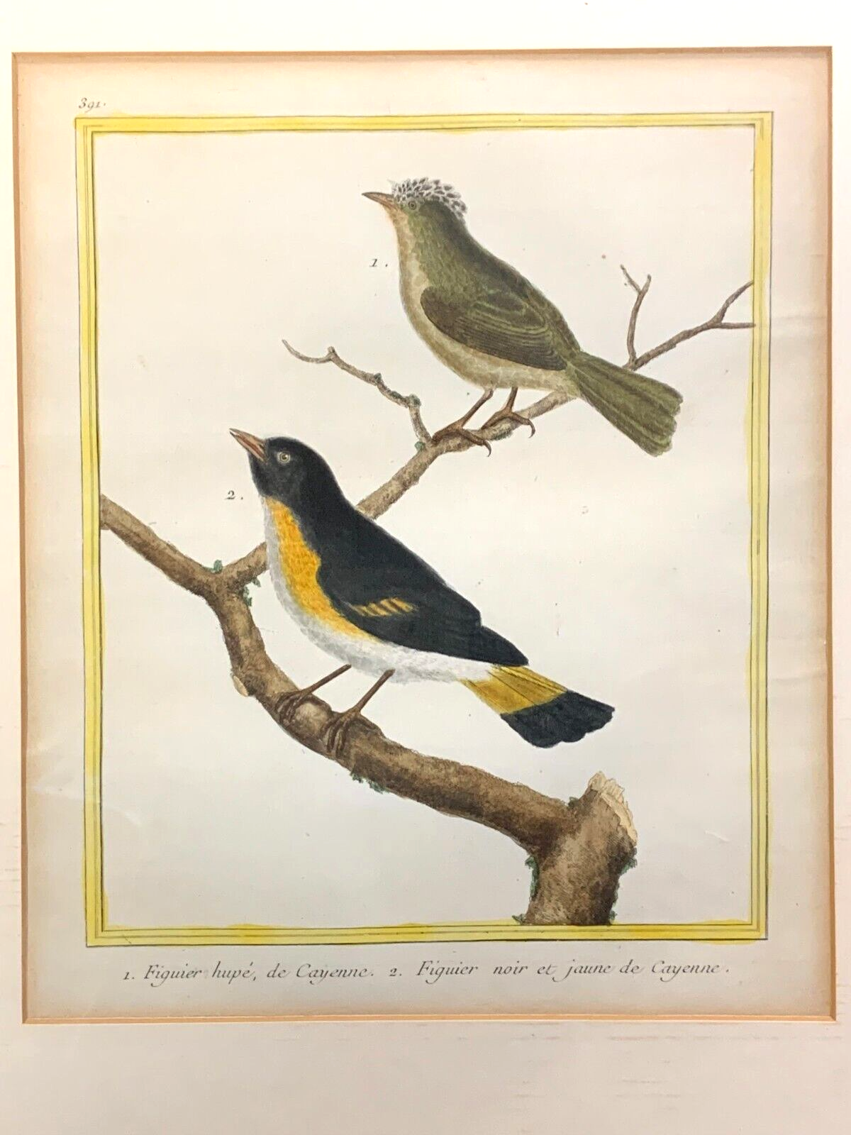François Nicolas MARTINET - Ornithologie Vögel Kupferstich - Handkoloriert 17801