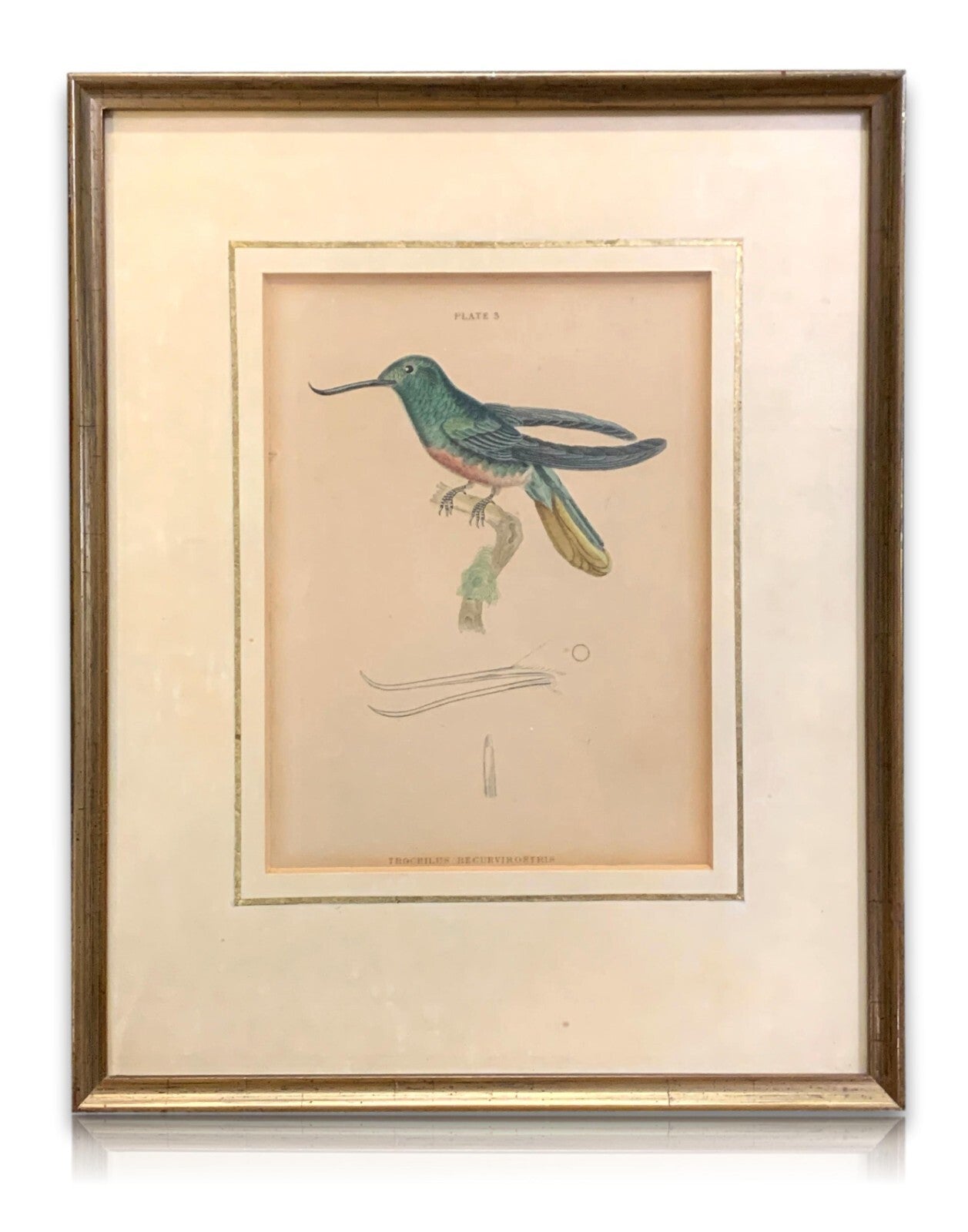 William Home Lizars - trochilus recurvirostris -  Handkoloriert Kupferstich 18200