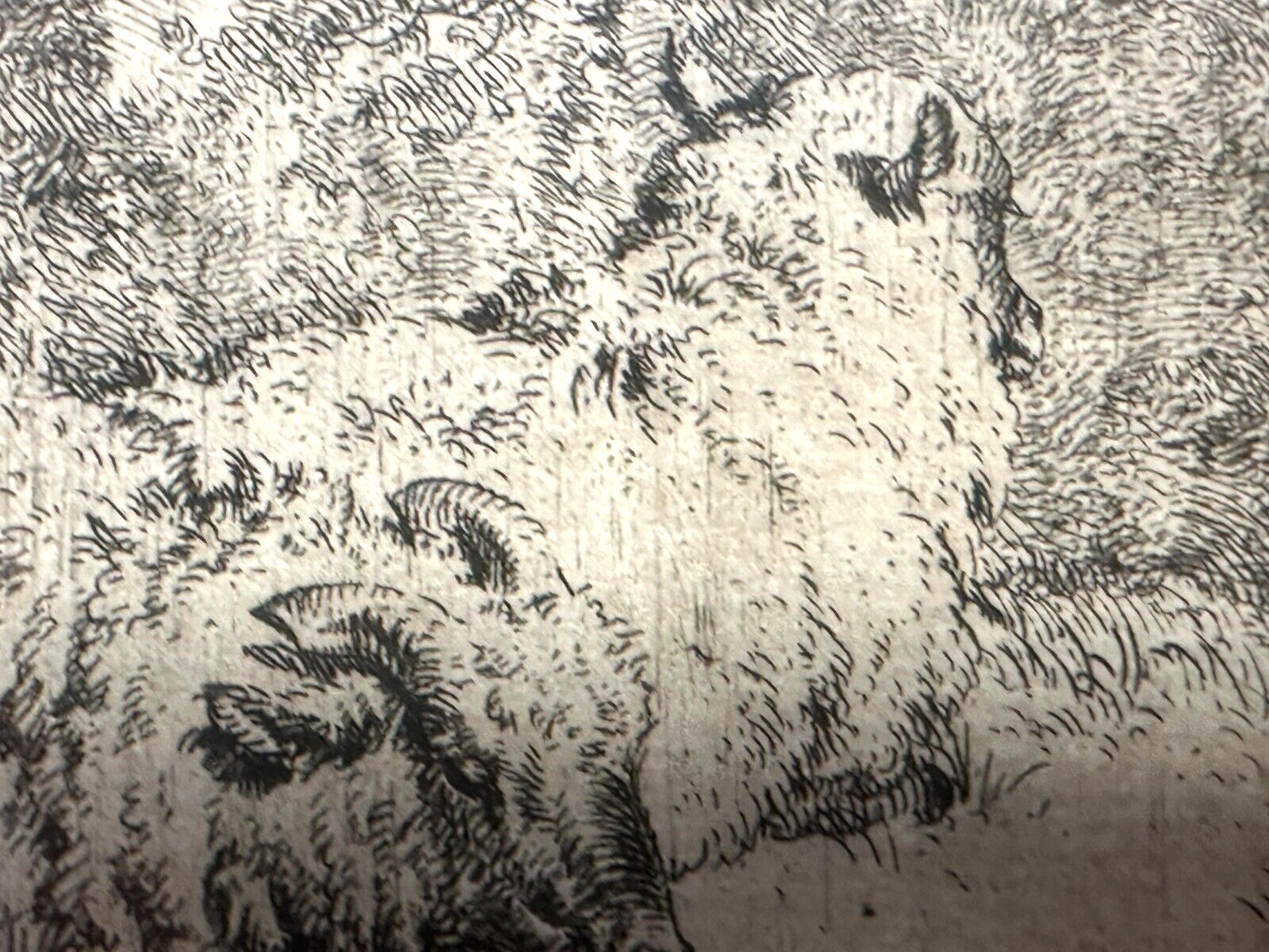 Adriaen van de Velden - Radierung - Gescheckter Bulle mit Schafen 1670 - gerahmt8