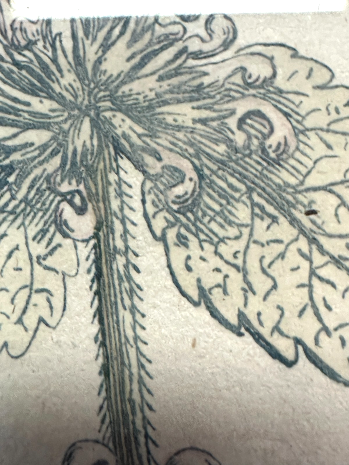 Bartholomäus Seutter - Antike botanische Radierung – Marrubium album vulgare6