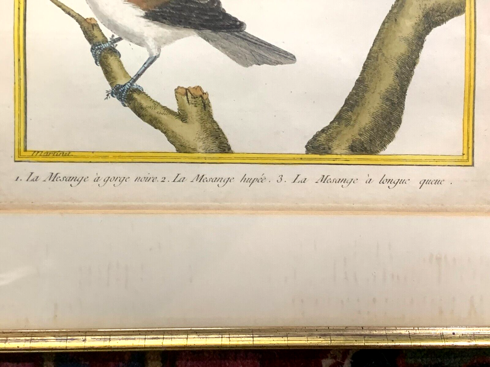 François Nicolas MARTINET - Ornithologie Vögel Kupferstich - Handkoloriert 17805