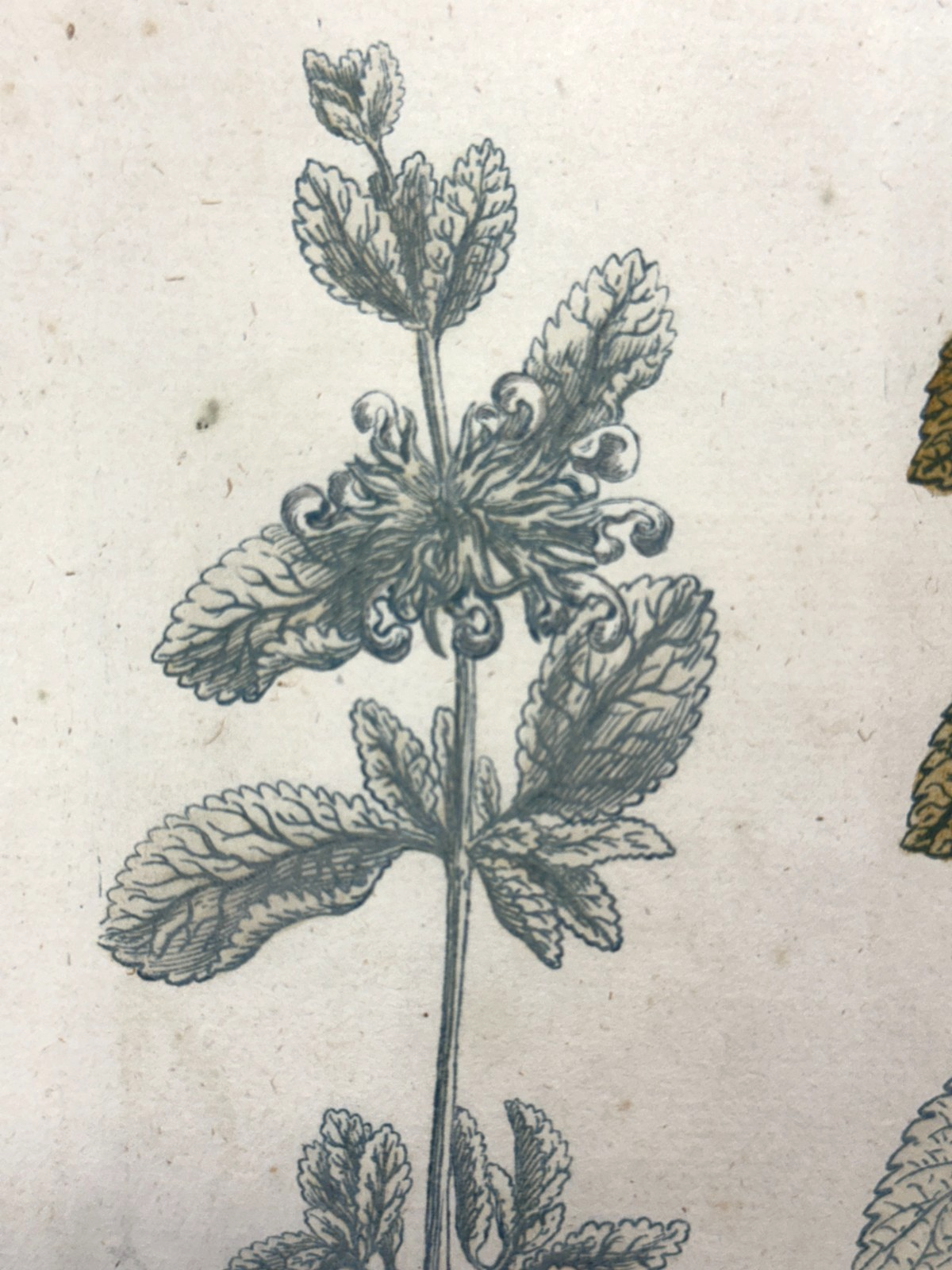 Bartholomäus Seutter - Antike botanische Radierung – Marrubium album vulgare2