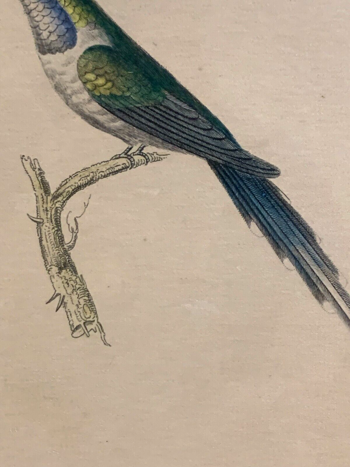 William Home Lizars - Corakolibri Trochilus cora  Handkoloriert Kupferstich 18204